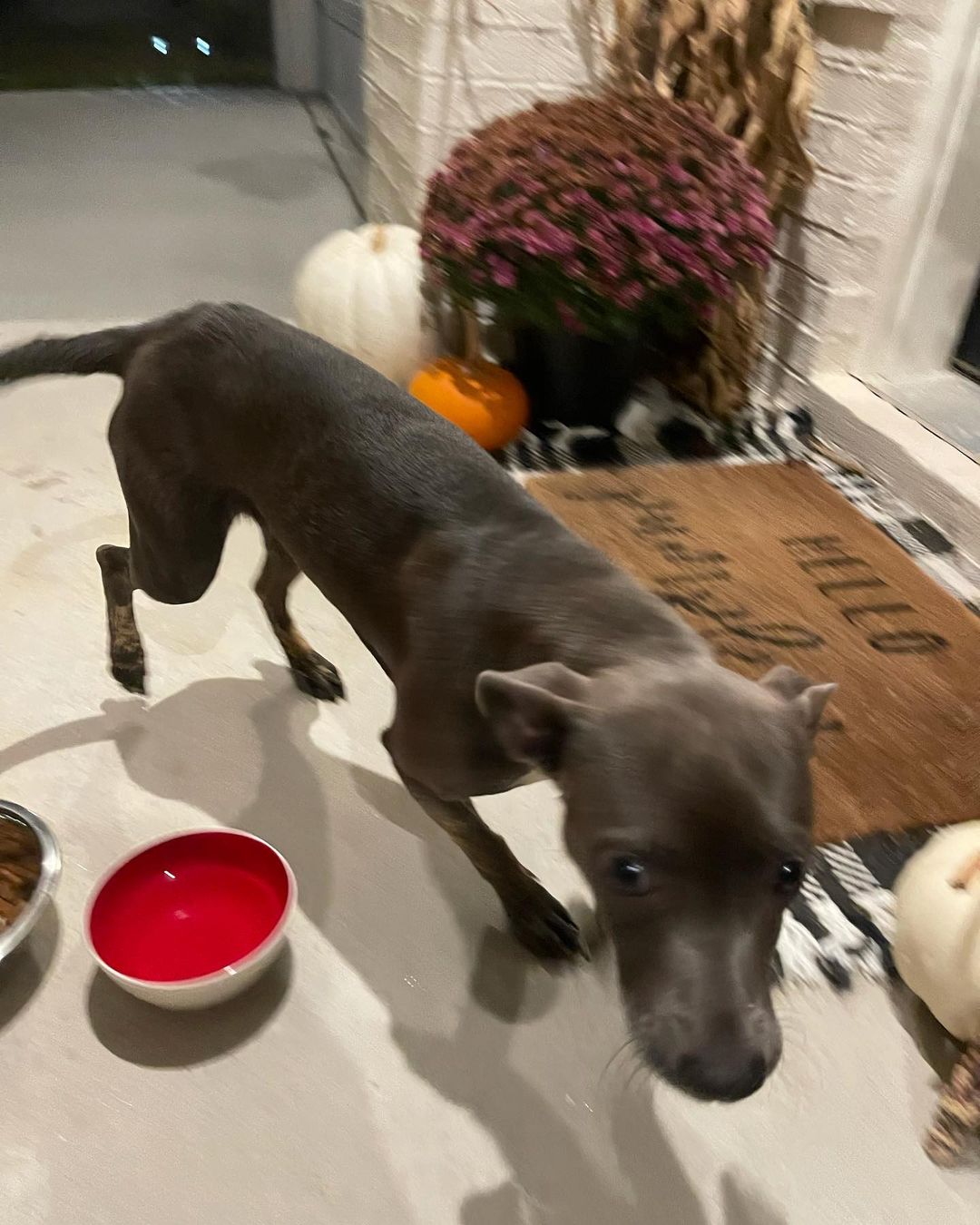 Meet Lilli. She needs a foster so that lovemuttsrescue.org can get her spayed, & offer her for adoption. About six months old, active, cuddly, sweet. No one has claimed this stray. She loves to play fetch, nose basic commands, crate, housetrained. Has not done well with the other dogs in the foster home, but loves the kids, all people. She will be a great companion. We must get a foster by Tuesday please apply on the website or contact a representative of the rescue.