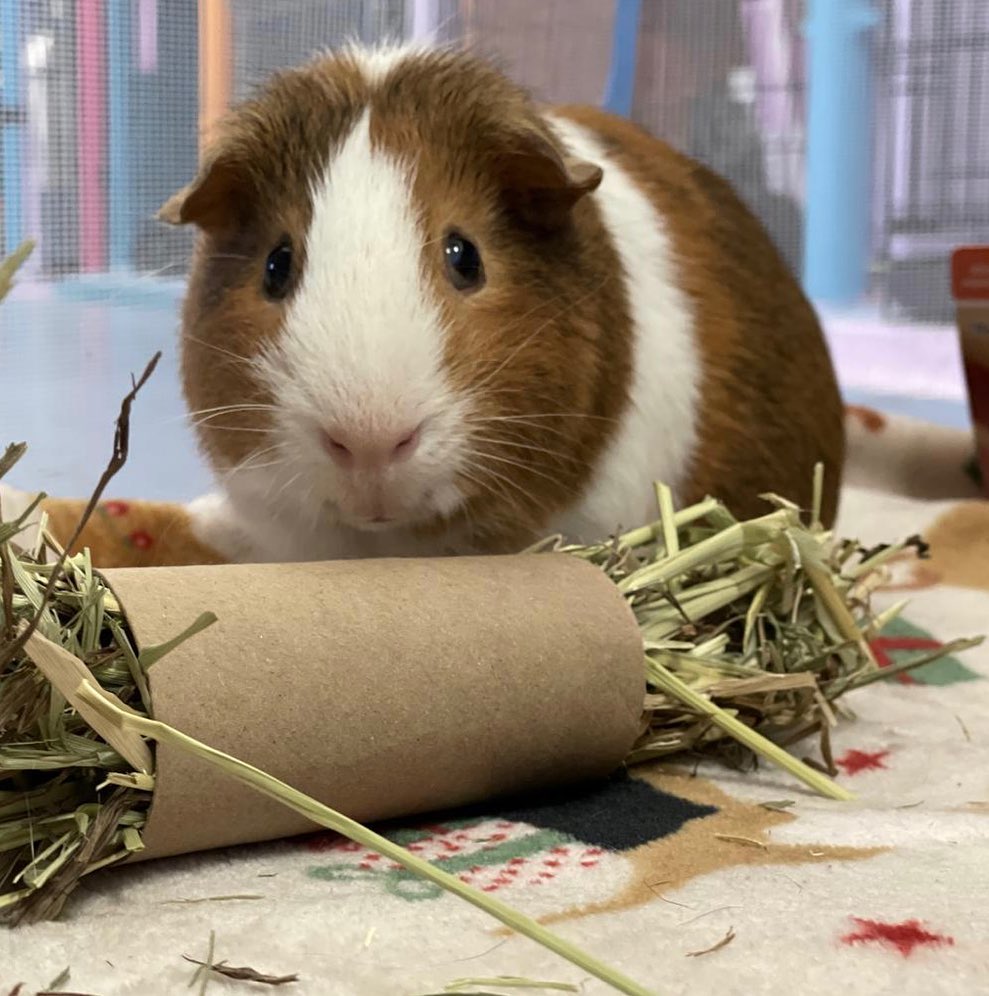 <a target='_blank' href='https://www.instagram.com/explore/tags/cutenessoverload/'>#cutenessoverload</a> we currently have 10 Guinea pigs available for adoption! 😍