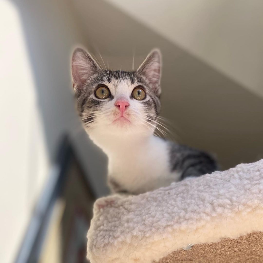 Hello- from Melody! 
Melody got her name because of her cute meow. She is a bundle on energy, moving and playing with her siblings or climbing all over her people. She is friendly with everyone and is a very social kitten. She has been raised with kids, cats and dogs and would be a great addition to your family. ❤️ She really is the perfect little cat and we know you will love her as much as we do! 
All of her siblings have been adopted and now it’s her turn!!
She is UTD on vax, combo tested and will be spayed when she’s a little older. 
We are looking for a home for Miss Melody that has another kitty or cat friendly dog for her to play and interact with.
DM for an adoption questionnaire!
.

.
.

.
.
.
.
.
.
.
<a target='_blank' href='https://www.instagram.com/explore/tags/tabbykitten/'>#tabbykitten</a><a target='_blank' href='https://www.instagram.com/explore/tags/turkishvanmix/'>#turkishvanmix</a><a target='_blank' href='https://www.instagram.com/explore/tags/kittyboo/'>#kittyboo</a><a target='_blank' href='https://www.instagram.com/explore/tags/kittensdaily/'>#kittensdaily</a><a target='_blank' href='https://www.instagram.com/explore/tags/fosteringsaveslives/'>#fosteringsaveslives</a><a target='_blank' href='https://www.instagram.com/explore/tags/catfoster/'>#catfoster</a><a target='_blank' href='https://www.instagram.com/explore/tags/fostercat/'>#fostercat</a><a target='_blank' href='https://www.instagram.com/explore/tags/fosterkitten/'>#fosterkitten</a><a target='_blank' href='https://www.instagram.com/explore/tags/catrescue/'>#catrescue</a><a target='_blank' href='https://www.instagram.com/explore/tags/scv/'>#scv</a><a target='_blank' href='https://www.instagram.com/explore/tags/santaclaritavalley/'>#santaclaritavalley</a><a target='_blank' href='https://www.instagram.com/explore/tags/adoptacat/'>#adoptacat</a><a target='_blank' href='https://www.instagram.com/explore/tags/kittycatsofinstagram/'>#kittycatsofinstagram</a><a target='_blank' href='https://www.instagram.com/explore/tags/catlovers/'>#catlovers</a><a target='_blank' href='https://www.instagram.com/explore/tags/catsrule/'>#catsrule</a>