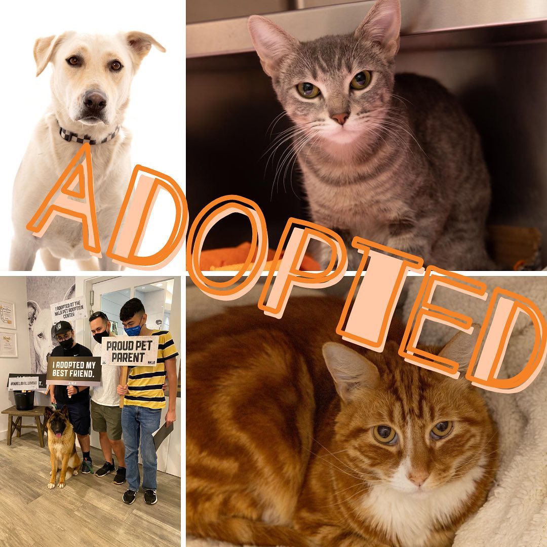 Let’s get the weekend started right by looking at the beautiful faces of some recently adopted pets! 🎉

<a target='_blank' href='https://www.instagram.com/explore/tags/BestFriendsLA/'>#BestFriendsLA</a> <a target='_blank' href='https://www.instagram.com/explore/tags/NKLA/'>#NKLA</a> <a target='_blank' href='https://www.instagram.com/explore/tags/adopt/'>#adopt</a> <a target='_blank' href='https://www.instagram.com/explore/tags/foster/'>#foster</a> <a target='_blank' href='https://www.instagram.com/explore/tags/rescue/'>#rescue</a>