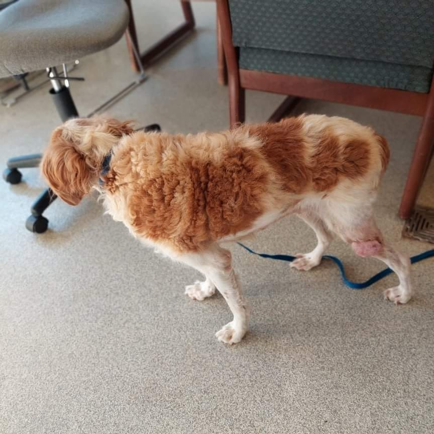 Meet Annamae!

She is a female spaniel mix that was in desperateneed of our help. She will probably be a hospice foster, but no pet should die cold and alone in a shelter!

She is 8 years, hw+, and tumors galore, But...she is super cute and not ready to die. 

If you are able to donate towards her care it would be greatly appreciated.

We will keep everyone posted once we get her to the vet to get labwork done to see what we are dealing with!

Donations can be made to the link below 
https://linktr.ee/Piedmontanimalrescue