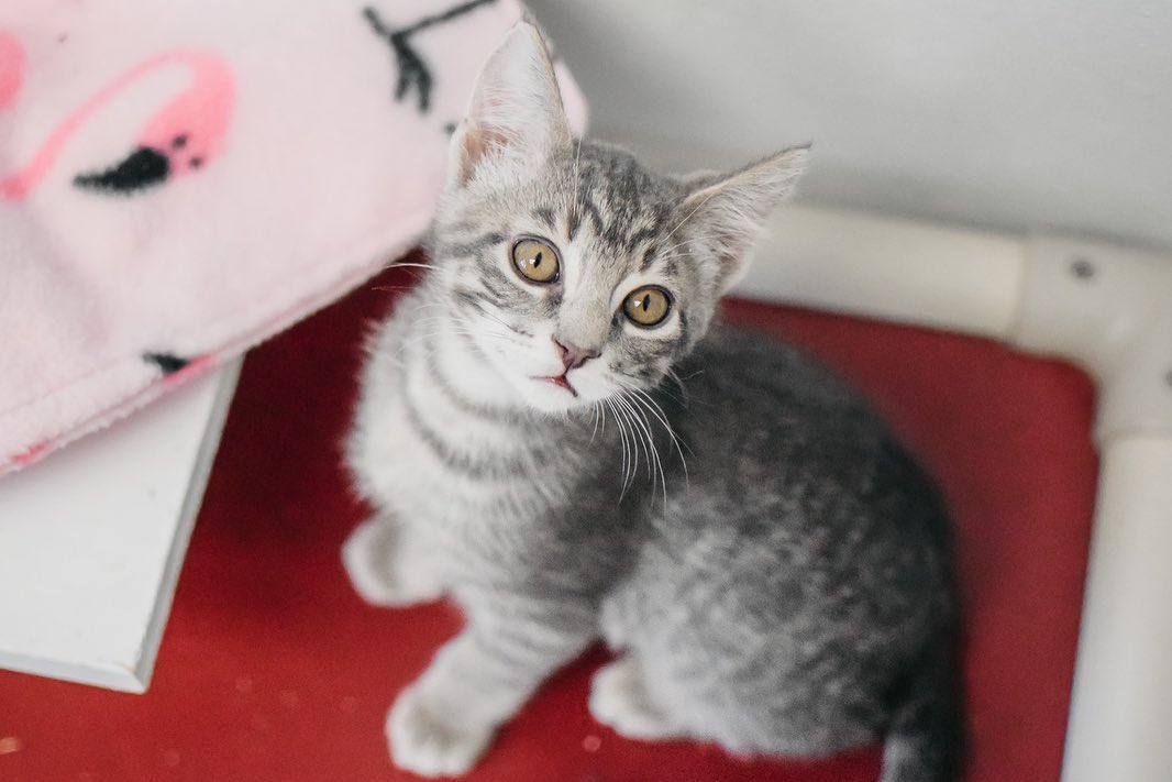 We have lots of sweet littles in Kitty Korner right now! Visit our website to see all of our adoptable pets. Olive, Cubby and Orson are just a few!❤️🐾 <a target='_blank' href='https://www.instagram.com/explore/tags/adoptacat/'>#adoptacat</a> <a target='_blank' href='https://www.instagram.com/explore/tags/adoption/'>#adoption</a> <a target='_blank' href='https://www.instagram.com/explore/tags/adoptpurelove/'>#adoptpurelove</a> <a target='_blank' href='https://www.instagram.com/explore/tags/catsofinstagram/'>#catsofinstagram</a> <a target='_blank' href='https://www.instagram.com/explore/tags/catstagram/'>#catstagram</a>