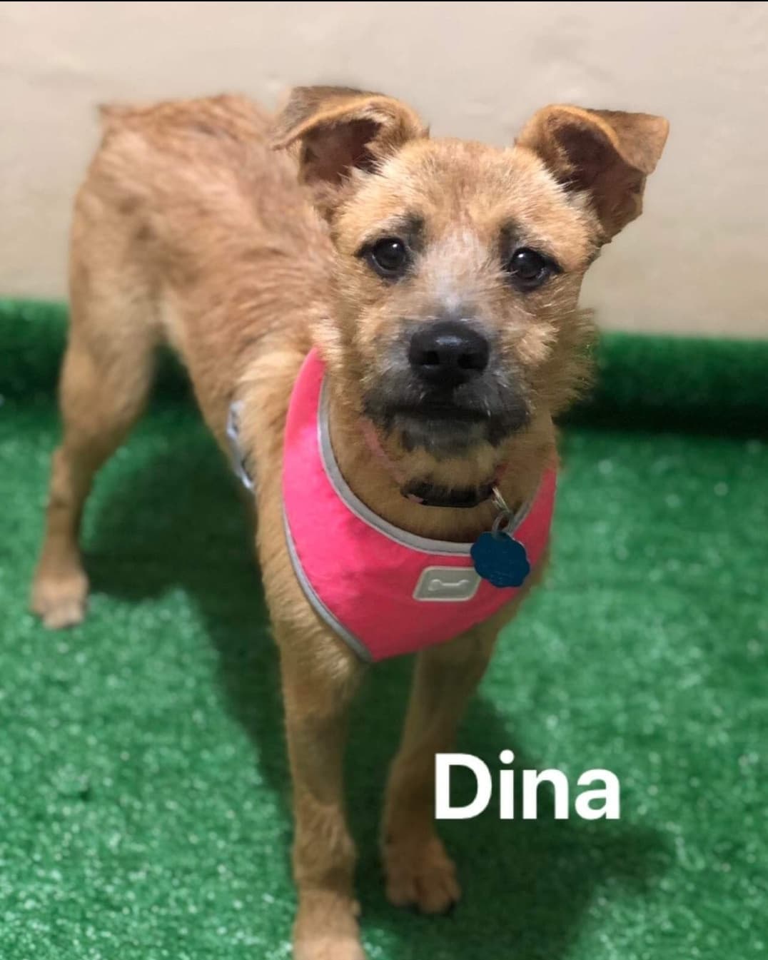 AVAILABLE FOR ADOPTION 
<a target='_blank' href='https://www.instagram.com/explore/tags/AdoptAFriend/'>#AdoptAFriend</a>
MEET DINA

Dina is approx 9 to 10 months, and weighs around 24 lbs
Dina  gets along well with other dogs. She is very affectionate and  friendly very playful a little shy at first but nothing that cannot be resolved with patience. 

Dina along with her sister
were surrendered by their owner who had terminal cancer and could no longer care for them and wanted to just throw them away.  When they  Arrived to rescuer Consuelo she was shocked to see the terrible condition these puppies were in. They were literally being eaten alive by ticks and fleas.

Today both Dina and her sibling are fully vaccinated,  and spayed.  They are ready to find their forever homes together or separately, so we suggest a family with a patio and another puppy to play with. 

If you would like to fill out an application For Dina visit our website(LINK IN BIO)

<a target='_blank' href='https://www.instagram.com/explore/tags/fhstj/'>#fhstj</a><a target='_blank' href='https://www.instagram.com/explore/tags/adoptadogsandiego/'>#adoptadogsandiego</a><a target='_blank' href='https://www.instagram.com/explore/tags/adoptdontshop/'>#adoptdontshop</a><a target='_blank' href='https://www.instagram.com/explore/tags/dog/'>#dog</a><a target='_blank' href='https://www.instagram.com/explore/tags/puppy/'>#puppy</a><a target='_blank' href='https://www.instagram.com/explore/tags/sandiego/'>#sandiego</a><a target='_blank' href='https://www.instagram.com/explore/tags/Dinathedog/'>#Dinathedog</a><a target='_blank' href='https://www.instagram.com/explore/tags/mansbestfriend/'>#mansbestfriend</a><a target='_blank' href='https://www.instagram.com/explore/tags/petadoption/'>#petadoption</a><a target='_blank' href='https://www.instagram.com/explore/tags/petadoptionevent/'>#petadoptionevent</a><a target='_blank' href='https://www.instagram.com/explore/tags/dogsofsandiego/'>#dogsofsandiego</a><a target='_blank' href='https://www.instagram.com/explore/tags/adoptafriend/'>#adoptafriend</a><a target='_blank' href='https://www.instagram.com/explore/tags/petco/'>#petco</a>