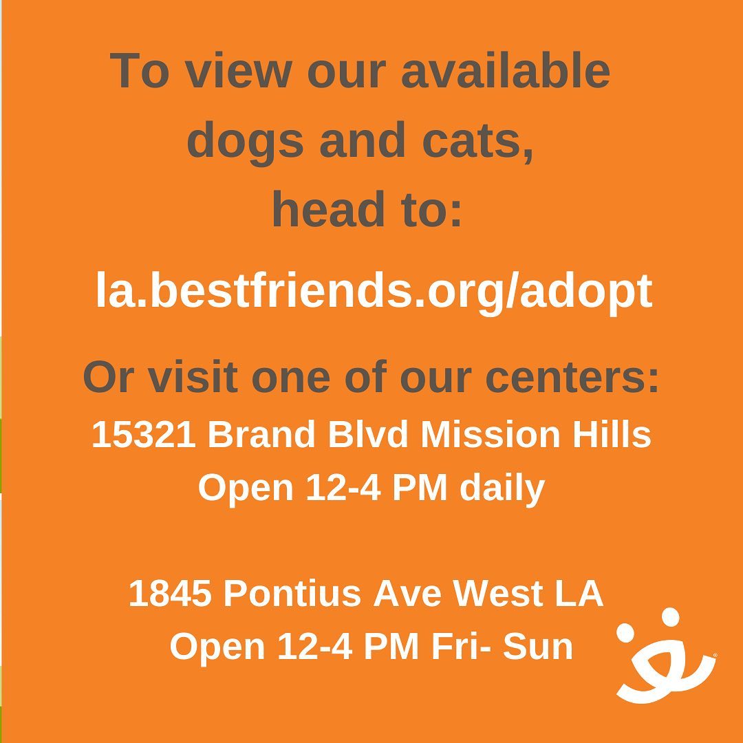 Let’s get the weekend started right by looking at the beautiful faces of some recently adopted pets! 🎉

<a target='_blank' href='https://www.instagram.com/explore/tags/BestFriendsLA/'>#BestFriendsLA</a> <a target='_blank' href='https://www.instagram.com/explore/tags/NKLA/'>#NKLA</a> <a target='_blank' href='https://www.instagram.com/explore/tags/adopt/'>#adopt</a> <a target='_blank' href='https://www.instagram.com/explore/tags/foster/'>#foster</a> <a target='_blank' href='https://www.instagram.com/explore/tags/rescue/'>#rescue</a>