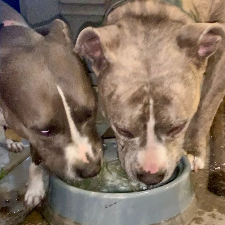 Lacey loves her afternoon broccoli snack and she takes it pretty serious. 😂 I didn’t know which of the 4 pics/vids to put as the first slide because they are ALL amazing. 

How is Lacey still available for adoption? She is so cool, calm and collected. The queen of chillaxing. I rarely have a low energy Pit Bull like her so if you love to relax, Lacey would love to relax with you. 

She still likes her 2 short walks a day but enjoys being at home with her foster mom most. 

Fostering is meant to be a stepping stone on their journey to their forever home. LACEY WOULD LOVE A HOME FOR THE HOLIDAYS. 🙏🏻🙏🏻

Lacey prefers a calm household because she’s the most calm dog I know. Doesn’t need to have another dog but does enjoy the company of other dogs so long as they are mellow, just like her. 

She’s@abiut 3-4 years old, 60lbs and the easiest, breeziest, low maintenance girl I know

Please share Lacey ❤️

Foster @arielledustin 
<a target='_blank' href='https://www.instagram.com/explore/tags/frankielolaandfriends/'>#frankielolaandfriends</a>