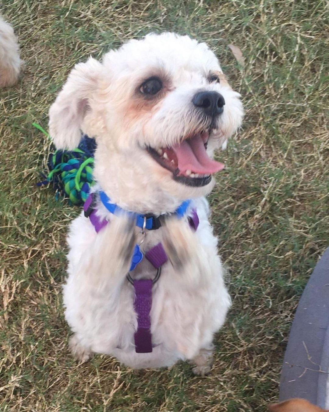 Meet cute Hutch. Hutch is 2 year old male Shi-poo mix. He weighs about 10lbs. Hutch is very active and loves to play with his foster brother so he will need another dog in the home and/or a very active family. He definitely loves to play in the yard so having a yard would be best. Hutch is crate trained but it isn’t his favorite place to be. Apply to adopt www.camorescue.com