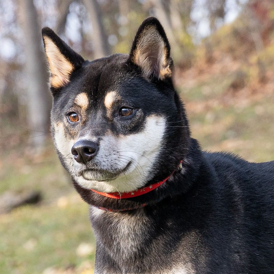 Meet Kuma, a 3-year-old male Shiba Inu who was found wandering the streets of Monroe County. He is healthy and looks well cared for but sadly no one has come looking for him. Maybe this post will help find his human. Proof of ownership required..
____________________________
<a target='_blank' href='https://www.instagram.com/explore/tags/lostpup/'>#lostpup</a> <a target='_blank' href='https://www.instagram.com/explore/tags/lostshibainu/'>#lostshibainu</a> <a target='_blank' href='https://www.instagram.com/explore/tags/comefindme/'>#comefindme</a>