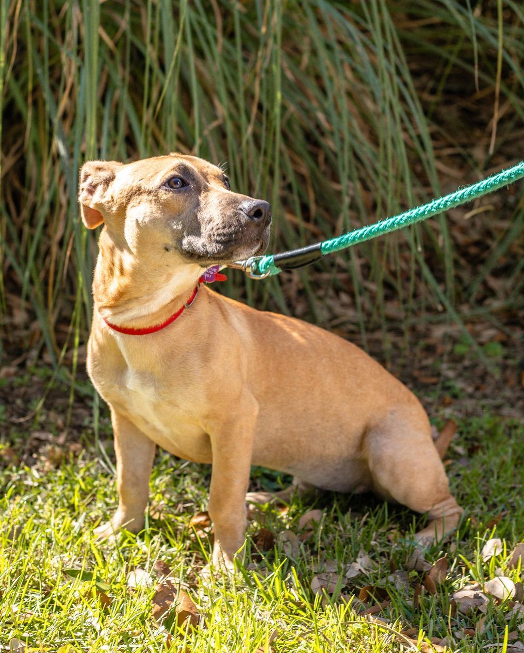 Amalie is officially available for adoption!!

Amalie Aka chicken nugget is a little spicy love bug. She came to us from the British Virgin Islands aka “Island Girl” and has been loving low country living. 

She’s a sweet dog with a lighting bolt for a heart. She loves to play with her foster sister and acts like a NFL linebacker but an 18 pound version. She loves the dog park and meeting other dogs and people. 

She’s about 75% potty trained with a few accidents here and there. She would do great in house that’s as active as her, she gets bored and will chew on things if she’s not engaged with. She would love a house that lets her cuddle on them. She loves bed time and snuggles every nook of your body.

Amalie is about 10 months old and weighs 18 pounds. She is spayed, microchipped, and up to date on vaccines. 

If interested in adopting this cutie, please head to the website and submit an adoption application 🖤

https://www.eunoiarescue.org/adopt