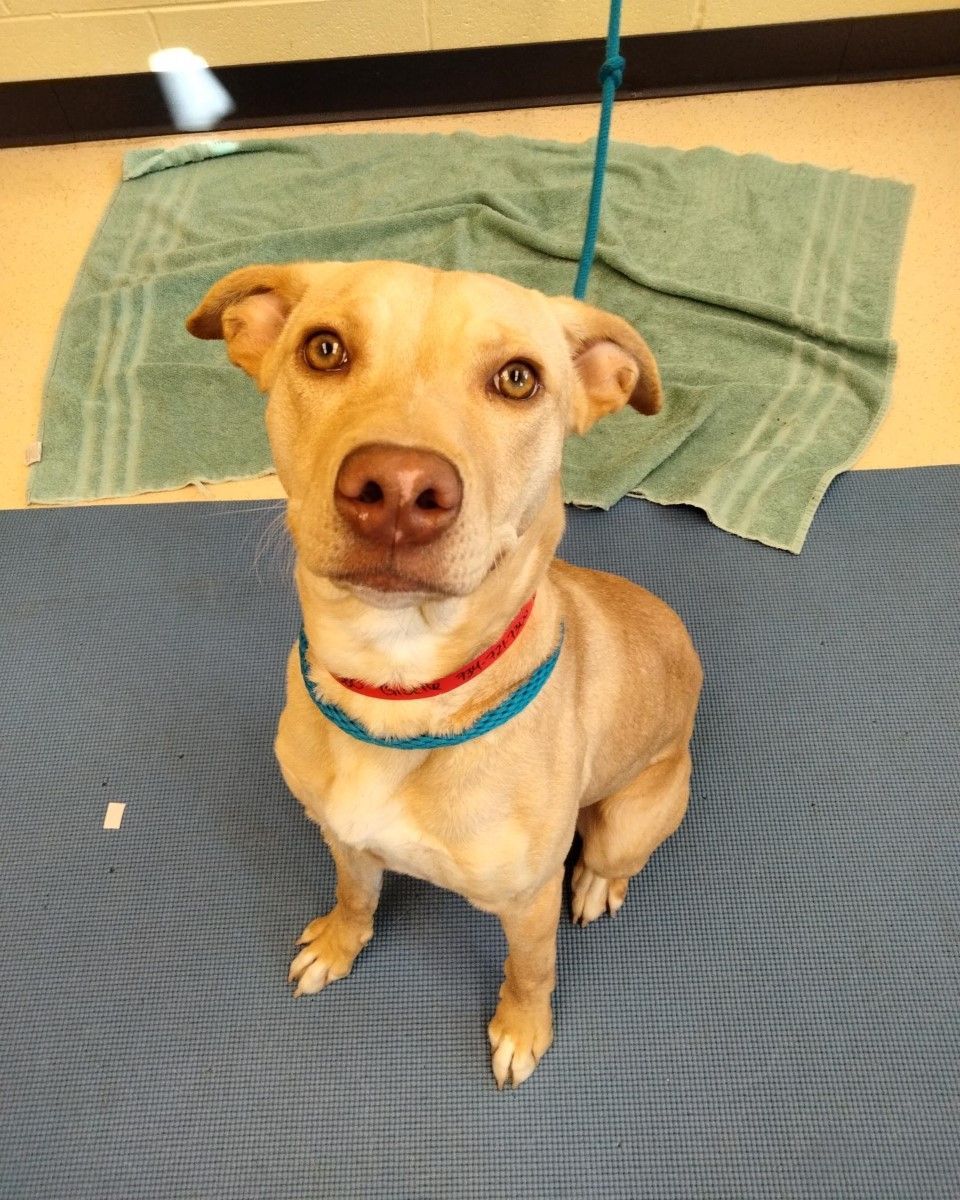 Looking for a young dog who is ready for any adventure? Then Giselle is the pup for you!

Giselle is a 10-month-old Retriever, Labrador mix available for adoption. She is sweet and active. To learn more about Giselle, visit the link in our bio.