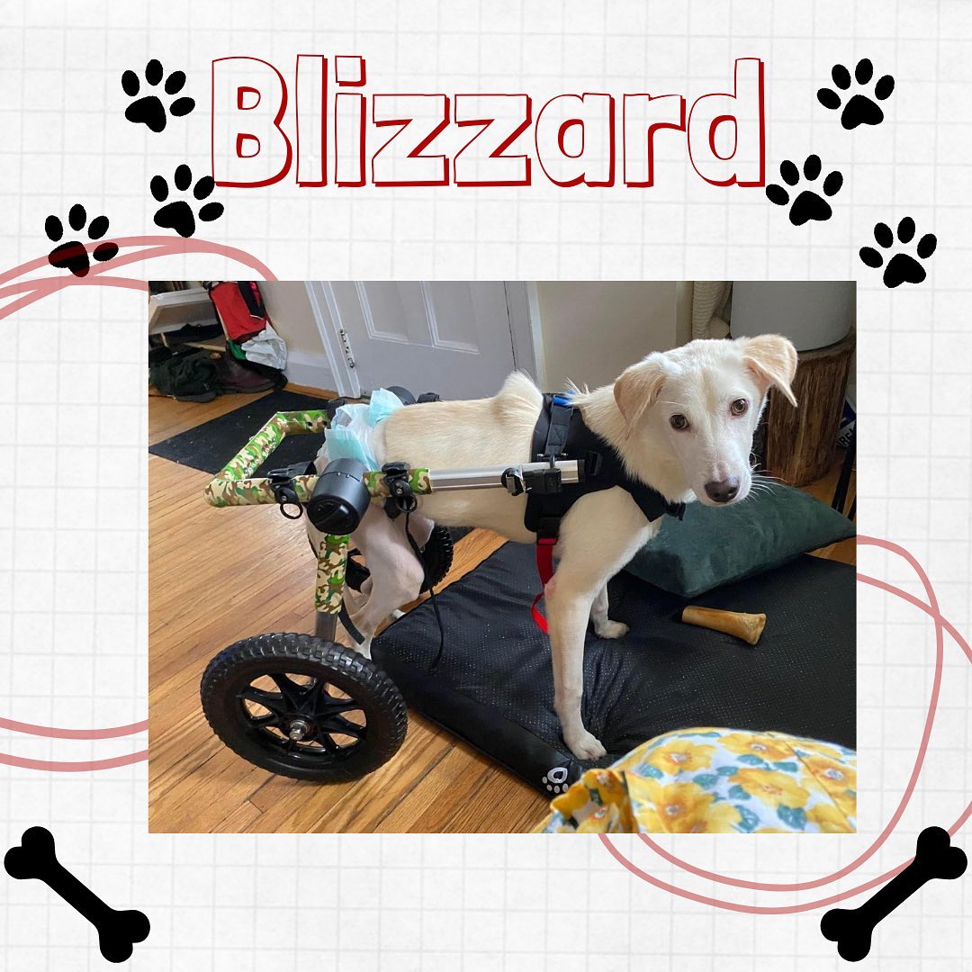 Blizzard🔺30lbs🔺8mos🔺M🔺Lab Retriever X🔺Blonde🔺Toronto, Ontario

Welcome to Canada Blizzard! Blizzard is a happy go lucky pup that came from Nepal with his two back legs completely paralyzed due to a broken spine. Although he has had a rough start he is sweet and trusting of humans. Blizzard loves to chase squirrels in the park and is doing great learning to use his wheelchair. He loves to play with and cuddle every person he meets! He is a very calm dog, spends his days sleeping or cuddling with his humans but also enjoys a 45 minute to an hour walk daily. The longest walk we have gone on was 2 hours, he had so much fun! Blizzard is super easy going, he doesn’t mind missing a walk but is also happy to go for as long or as little time as his humans want to. He does well with cats and other dogs, he is very social. He also would make a great family pet as he is gentle and sweet with children and babies of all ages. 
In his time here we have noticed he can hold his bladder well and does not require a diaper during the day, but overnight he wears one as it would be best to avoid leaks. He does require his bladder to be expressed 3-4x a day and needs encouragement to poop at the same time to avoid accidents. Expression is simple and only takes 5 minutes to do. His fosters are happy to teach you to do it in person prior to adoption! Overall, despite his rear leg paralysis he is an easy going dog who doesn’t require too much extra time now that he is physically healthy! 

⭐️For more information or adoption application please visit www.fullcirclerescue.ca⭐️

Good With Adults: Yes 
Good With Kids: Yes
Good With Other Dogs: Yes, excited and wants to play
Good With Cats: Yes
Crate Trained: Yes
Potty Trained: Working on it
Energy Level: Low
Can be handled/touched: Yes 
Barker: Sometimes when excited or during play
Escape Artist: No
Food Aggressive: No 
Walks on Leash: Yes, still adjusting to the leash but getting better, will sometimes pull in excitement
Medical: Broken spine with back end paralysis, uses wheelchair; will be neutered in December