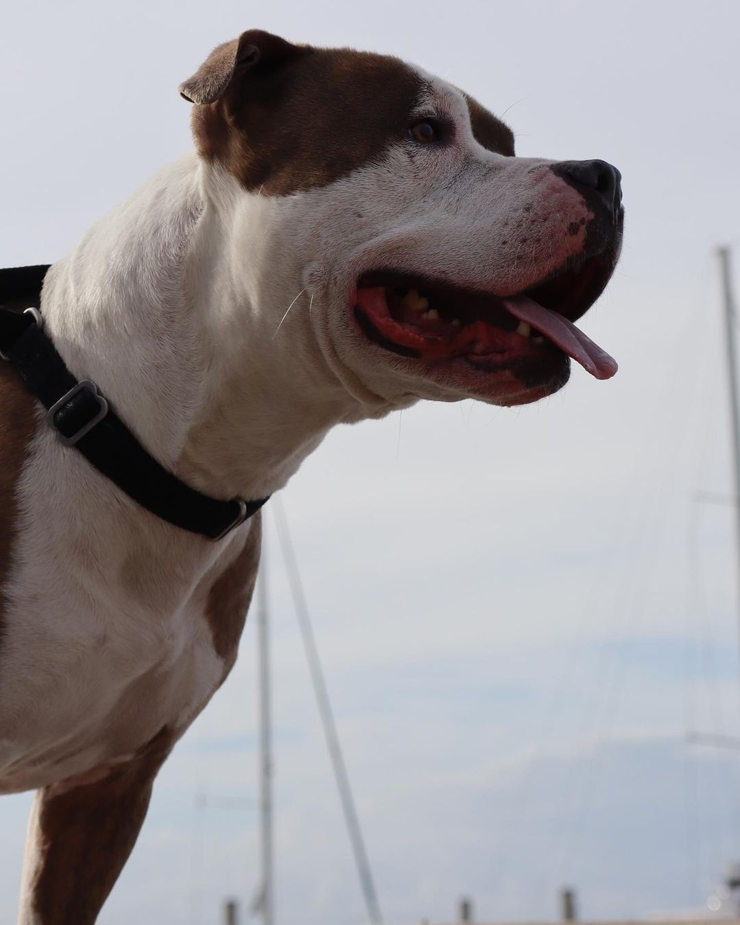 Moose definitely seems ready for the kissing booth at Flippers and Fur Fest Sunday, December 5 from 12:00 - 5:30 pm at the @regattainn 🛥☀️💙

This amazing event is benefits both Pet Helpers and the Folly Beach Sea Turtle Watch to make twice the impact 🐢🐶

The event kicks off with a yoga class from 12-1 from @sunandsol_yoga 🧘‍♀️🧘🧘‍♂️

Then from 1-4 pm check out the silent auction and vendors village filled with amazing local businesses and artisans benefiting our cause 🛍

From 2-4, be sure to throw your sack into their Cornhole Tournament 🌽🏟

After the winners are announced the party shifts into another gear with Live Music and more to enjoy! We’ll be there all day with adoptable pets and more. Be sure to enjoy the food and drinks being served throughout the event 🌯🍻

Follow the link in our bio to get your hands on tickets to make a difference in dogs like Moose’s lives 💙

.
.
.
.
.
.
<a target='_blank' href='https://www.instagram.com/explore/tags/turtlewatch/'>#turtlewatch</a> <a target='_blank' href='https://www.instagram.com/explore/tags/folly/'>#folly</a> <a target='_blank' href='https://www.instagram.com/explore/tags/follybeach/'>#follybeach</a> <a target='_blank' href='https://www.instagram.com/explore/tags/follybeachsc/'>#follybeachsc</a> <a target='_blank' href='https://www.instagram.com/explore/tags/sc/'>#sc</a> <a target='_blank' href='https://www.instagram.com/explore/tags/southcarolina/'>#southcarolina</a> <a target='_blank' href='https://www.instagram.com/explore/tags/dogsofinstagram/'>#dogsofinstagram</a> <a target='_blank' href='https://www.instagram.com/explore/tags/dogsofsouthcarolina/'>#dogsofsouthcarolina</a> <a target='_blank' href='https://www.instagram.com/explore/tags/lowcountryliving/'>#lowcountryliving</a> <a target='_blank' href='https://www.instagram.com/explore/tags/lowcountry/'>#lowcountry</a> <a target='_blank' href='https://www.instagram.com/explore/tags/charleston/'>#charleston</a> <a target='_blank' href='https://www.instagram.com/explore/tags/adopt/'>#adopt</a> <a target='_blank' href='https://www.instagram.com/explore/tags/adoptdontshop/'>#adoptdontshop</a> <a target='_blank' href='https://www.instagram.com/explore/tags/nokill/'>#nokill</a> <a target='_blank' href='https://www.instagram.com/explore/tags/shelterdog/'>#shelterdog</a> <a target='_blank' href='https://www.instagram.com/explore/tags/rescuedog/'>#rescuedog</a> <a target='_blank' href='https://www.instagram.com/explore/tags/pitbull/'>#pitbull</a> <a target='_blank' href='https://www.instagram.com/explore/tags/pitbullsofinstagram/'>#pitbullsofinstagram</a> <a target='_blank' href='https://www.instagram.com/explore/tags/pitsofinstagram/'>#pitsofinstagram</a> <a target='_blank' href='https://www.instagram.com/explore/tags/pittiesofinstagram/'>#pittiesofinstagram</a> <a target='_blank' href='https://www.instagram.com/explore/tags/pitties/'>#pitties</a> <a target='_blank' href='https://www.instagram.com/explore/tags/pit/'>#pit</a> <a target='_blank' href='https://www.instagram.com/explore/tags/rescuedogsofinstagram/'>#rescuedogsofinstagram</a> <a target='_blank' href='https://www.instagram.com/explore/tags/rescuesofinstagram/'>#rescuesofinstagram</a> <a target='_blank' href='https://www.instagram.com/explore/tags/rescue/'>#rescue</a> <a target='_blank' href='https://www.instagram.com/explore/tags/adoptable/'>#adoptable</a> <a target='_blank' href='https://www.instagram.com/explore/tags/rescuedismyfavoritebreed/'>#rescuedismyfavoritebreed</a>