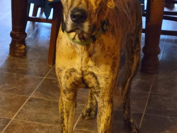 Wow!! What a beautiful brindle Dane. This wonderful boy is Mario, he is a 1.5 yr old male Great Dane who is smaller for his breed. (Approximately 100 pounds) Mario is such a great dog, he is good with dogs, cats, kids, everything! He is house trained and knows how to use a doggie door should you be lucky enough to have one. He is the best snuggler and enjoys sleeping in bed with his person but should you not have enough room in the bed he is also happy to sleep in his dog bed near his people. He is a calm boy and has done great around babies and todlers also. He is a little shy of strangers at first but warms up quickly. His adoption fee of $400 covers his neuter, stomach tacking,  microchipped with registration, vaccines, and monthly heartworm and flea preventions. If you feel you can provide a large breed with the perfect home and family please apply at gfrpets.org/apply.