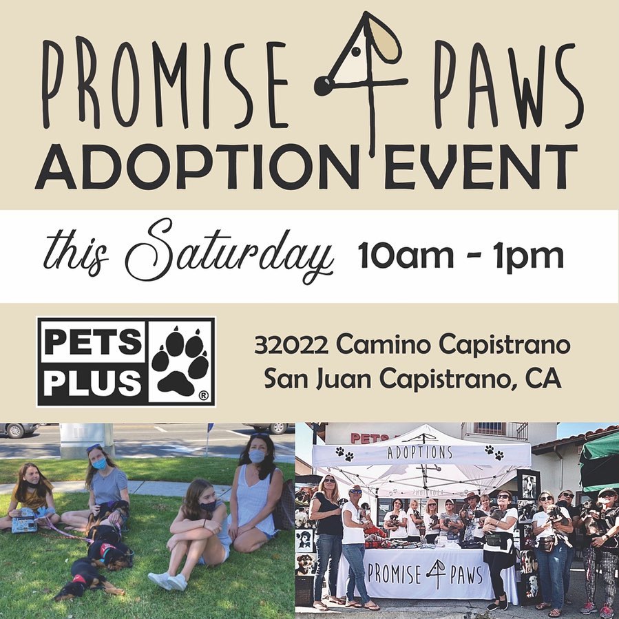 🎪Adoption Event Tomorrow! 🎪
Please join us tomorrow and come see all the little loves we have available for adoption. 10-1pm at our usual spot! Hope to see you there 💕