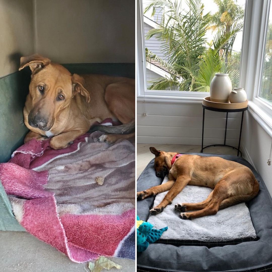 How it started vs. How it’s going: rescue dog edition 😍

