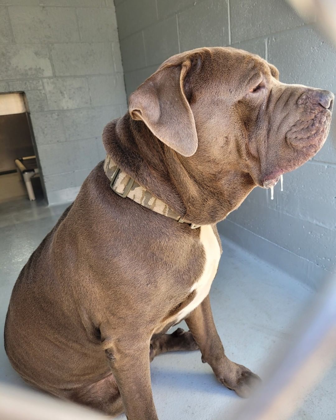 ‼ FOUND DOG ‼
This very large, handsome guy was found in the area of the Greenwood Village Apartments. Please share to help him find his way home. 🏠
If this is your dog, contact Hamilton Animal Shelter. 
📞 609-890-3550