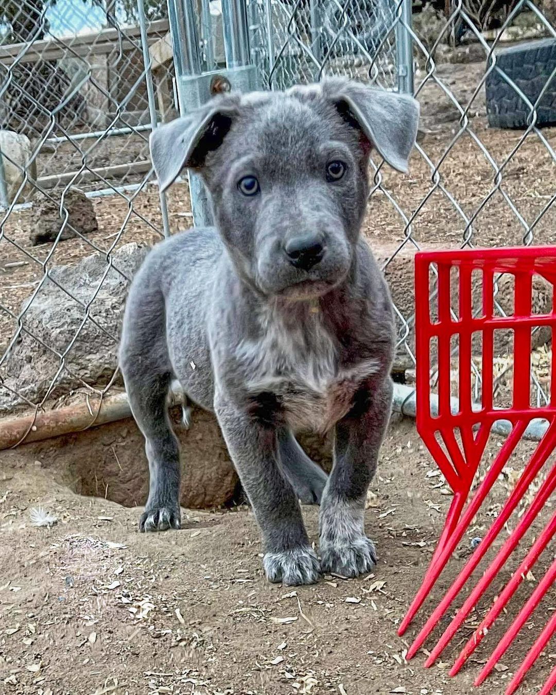 Meet Keg! Keg is a super handsome mixed-breed boy who’s approximately 10 weeks old and around 16lbs. Keg and his litter mates were rescued right here in Central Oregon. Keg’s a very relaxed and chill pup who seems to prefer laying around on or by his person. He’s a huge cuddle-bug in the making. Keg does well with all people and other dogs, but cats are unknown at this time. He’s learning the ropes of potty-training, but he’s not quite there yet. His adorable floppy-ears and beautiful gray-colored eyes will just make you melt. Keg will need a family or BFF who is ready for the commitment to raise a puppy, and someone who is home most of the time to tend to all of his puppy needs. Keg was rescued in Jefferson County, OR and is being fostered in Bend, OR hoping to soon land in the home of his loving forever family. Will you be his hero?
<a target='_blank' href='https://www.instagram.com/explore/tags/streetdoghero/'>#streetdoghero</a> <a target='_blank' href='https://www.instagram.com/explore/tags/dogsofinstagram/'>#dogsofinstagram</a> <a target='_blank' href='https://www.instagram.com/explore/tags/dogsofbend/'>#dogsofbend</a> <a target='_blank' href='https://www.instagram.com/explore/tags/dogsofportland/'>#dogsofportland</a>