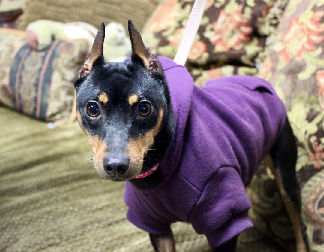 Rubilee sure looks good in a hoodie! This little Min Pin gal is playful and sweet. She was used for breeding her whole 3 years of life and can be a little skiddish sometimes, but is overall a great companion pup who can’t wait to experience a life full of love and spoiling. For more information or to apply to adopt Rubilee (or her former baby daddy Michael!) visit ReachRescue.org.

<a target='_blank' href='https://www.instagram.com/explore/tags/adoptdontshop/'>#adoptdontshop</a> <a target='_blank' href='https://www.instagram.com/explore/tags/dogsofinstagram/'>#dogsofinstagram</a> <a target='_blank' href='https://www.instagram.com/explore/tags/rescuedogsofinstagram/'>#rescuedogsofinstagram</a> <a target='_blank' href='https://www.instagram.com/explore/tags/rescuedog/'>#rescuedog</a> <a target='_blank' href='https://www.instagram.com/explore/tags/rescue/'>#rescue</a> <a target='_blank' href='https://www.instagram.com/explore/tags/reachrescue/'>#reachrescue</a> <a target='_blank' href='https://www.instagram.com/explore/tags/dogs/'>#dogs</a> <a target='_blank' href='https://www.instagram.com/explore/tags/dog/'>#dog</a> <a target='_blank' href='https://www.instagram.com/explore/tags/doggo/'>#doggo</a> <a target='_blank' href='https://www.instagram.com/explore/tags/dogstagram/'>#dogstagram</a> <a target='_blank' href='https://www.instagram.com/explore/tags/dogoftheday/'>#dogoftheday</a> <a target='_blank' href='https://www.instagram.com/explore/tags/dogoftheweek/'>#dogoftheweek</a> <a target='_blank' href='https://www.instagram.com/explore/tags/dogsofinstaworld/'>#dogsofinstaworld</a> <a target='_blank' href='https://www.instagram.com/explore/tags/dog_features/'>#dog_features</a> <a target='_blank' href='https://www.instagram.com/explore/tags/dogsofinsta/'>#dogsofinsta</a> <a target='_blank' href='https://www.instagram.com/explore/tags/dogsofig/'>#dogsofig</a> <a target='_blank' href='https://www.instagram.com/explore/tags/instadog/'>#instadog</a>