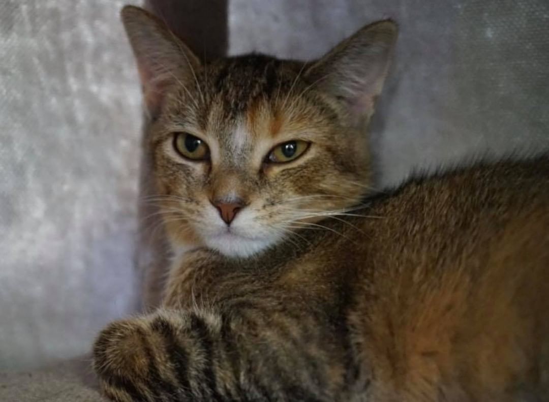 IT IS TABBY TUESDAY!  London is here to say hi!  She is young and shy.  She hasn’t quite figured out how to be loved.  Come by to meet London or join us for coffee with cats tomorrow! 

Remember we are offering 1/2 off adoption fees for all dogs and cats over 6 months during November!