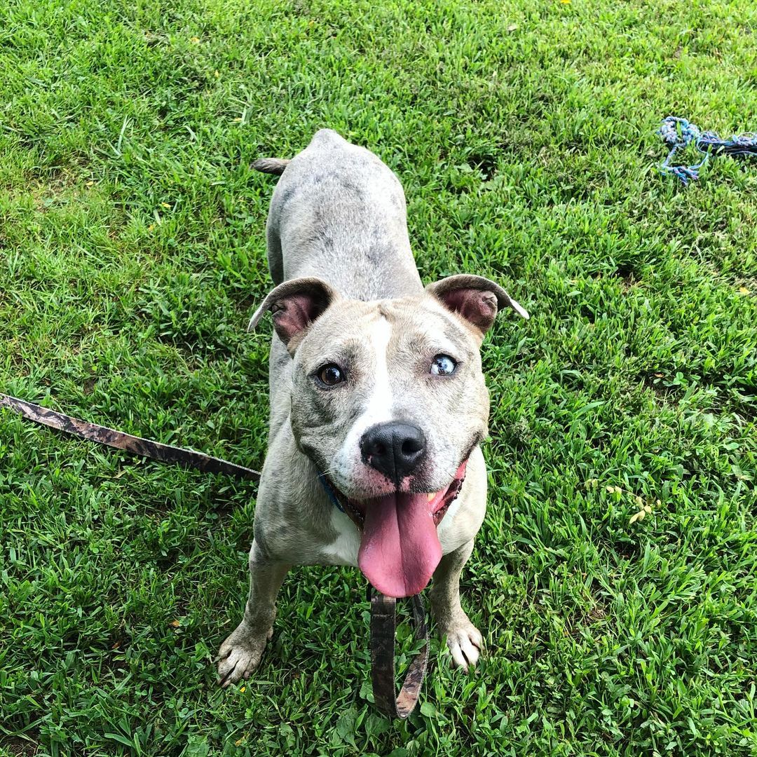 Happy <a target='_blank' href='https://www.instagram.com/explore/tags/TongueOutTuesday/'>#TongueOutTuesday</a> from adoptable Pebbles 🐶👅 <a target='_blank' href='https://www.instagram.com/explore/tags/Pebbles/'>#Pebbles</a> is an affectionate and friendly girl who walk well on leash. She loves playing with toys and leaning against your legs for pets 💟💙 Pebbles is about five years old and will do best as an only pet. <a target='_blank' href='https://www.instagram.com/explore/tags/adoptme/'>#adoptme</a> <a target='_blank' href='https://www.instagram.com/explore/tags/pebblesthedog/'>#pebblesthedog</a> <a target='_blank' href='https://www.instagram.com/explore/tags/newhavenanimalshelter/'>#newhavenanimalshelter</a>