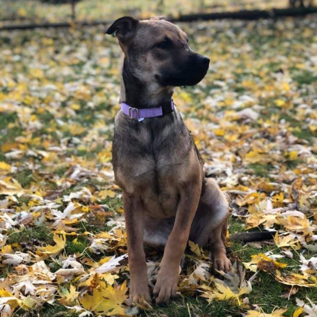 PUPPY ❤️

Hi! My name is Apricot, I'm a 4 month old, 30 lb. spayed female lab mix that moved to WI from Oklahoma on November 14 and am looking for my forever family.  I am shy at first, but a big cuddler once I get to know you.  I am also cautious when I enter new rooms and areas I am not familiar with, but very chill once I have my surroundings down.  I am a very mellow puppy.  I lay in my crate in my mom's at home office most of the day while she works so I can be close by.  I do love a good game of chase with my 8 and 9 year old human sisters, and boy do I love to roll in the leaves.  Some of my other favorite things are a good chew toy and to lay on my back for a belly rub.  I have not had an accident in the house and am pretty good on a leash for it being so new. I take a little encouragement to get into my crate at night as I'd rather sleep on the couch, but once I'm there I sleep through the night.  I'm excited to meet my furever family, could it be you?

<a target='_blank' href='https://www.instagram.com/explore/tags/adoptdontshop/'>#adoptdontshop</a>
<a target='_blank' href='https://www.instagram.com/explore/tags/luckymuttswi/'>#luckymuttswi</a>
<a target='_blank' href='https://www.instagram.com/explore/tags/rescuedogsmke/'>#rescuedogsmke</a>
<a target='_blank' href='https://www.instagram.com/explore/tags/doglovers/'>#doglovers</a>
<a target='_blank' href='https://www.instagram.com/explore/tags/rescuedogsofinstagram/'>#rescuedogsofinstagram</a>
<a target='_blank' href='https://www.instagram.com/explore/tags/sweetpup/'>#sweetpup</a>
<a target='_blank' href='https://www.instagram.com/explore/tags/mke/'>#mke</a>
<a target='_blank' href='https://www.instagram.com/explore/tags/mkepup/'>#mkepup</a>
<a target='_blank' href='https://www.instagram.com/explore/tags/wisconsinrescue/'>#wisconsinrescue</a>
<a target='_blank' href='https://www.instagram.com/explore/tags/lovedogs/'>#lovedogs</a>
<a target='_blank' href='https://www.instagram.com/explore/tags/rescue/'>#rescue</a>
<a target='_blank' href='https://www.instagram.com/explore/tags/foster/'>#foster</a>
<a target='_blank' href='https://www.instagram.com/explore/tags/adopt/'>#adopt</a>
<a target='_blank' href='https://www.instagram.com/explore/tags/dogsofinstagram/'>#dogsofinstagram</a>
<a target='_blank' href='https://www.instagram.com/explore/tags/dogrescue/'>#dogrescue</a>
<a target='_blank' href='https://www.instagram.com/explore/tags/puppies/'>#puppies</a>
<a target='_blank' href='https://www.instagram.com/explore/tags/puppiesofinstagram/'>#puppiesofinstagram</a>
<a target='_blank' href='https://www.instagram.com/explore/tags/apricot/'>#apricot</a>
