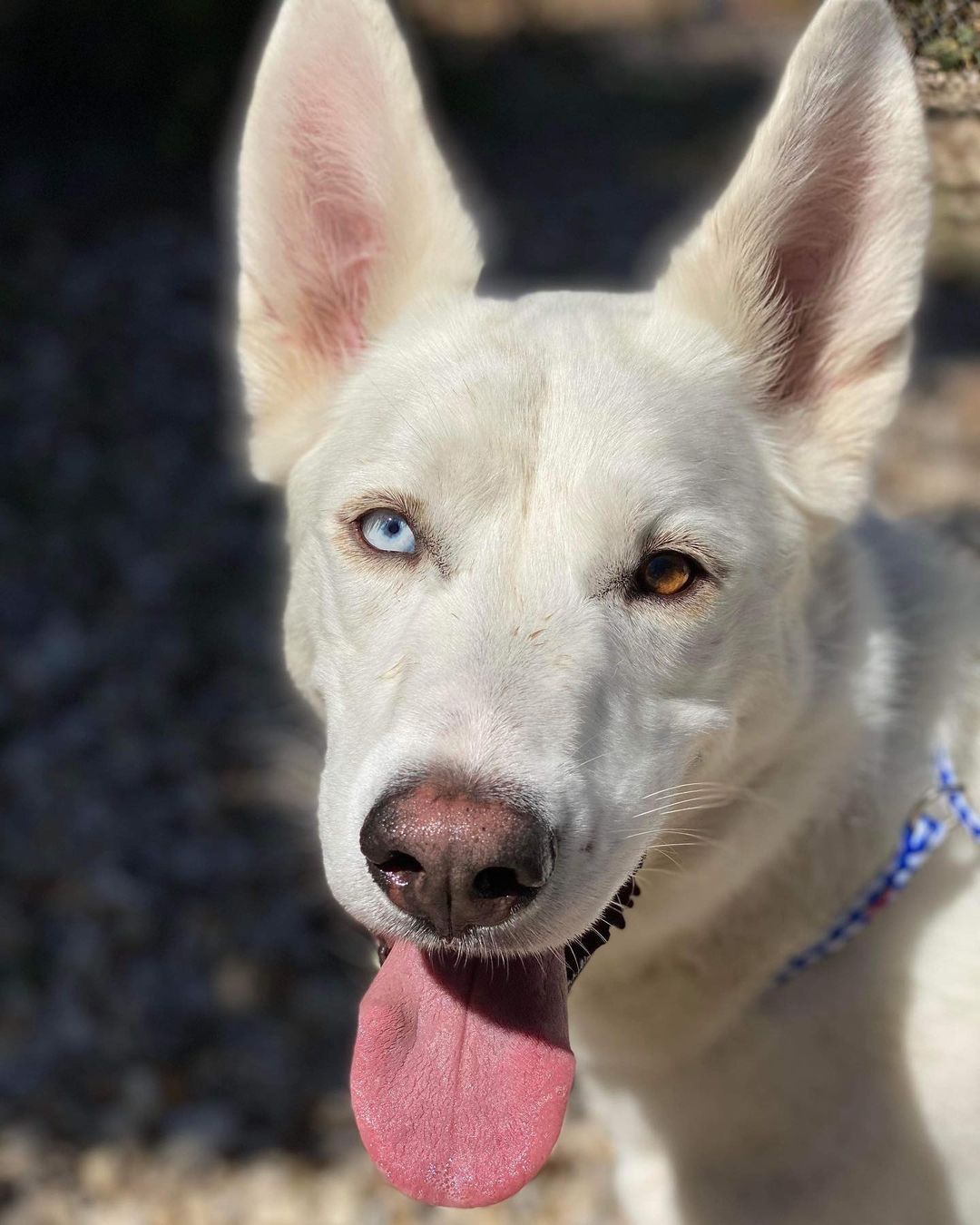 This is Daffodil and she is looking for her furr-ever home! She is a two year old lab/Alaskan husky mix. She is not quite ready for adoption yet but send in an application today for pre-adoption!