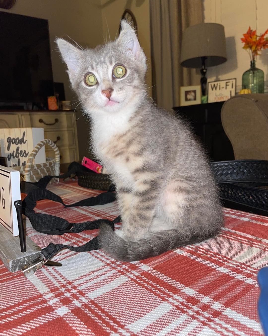 Remember Bram and Billie? These cuddlebugs are back from foster and ready for their furrever homes💙 
Vaccinated✅
Dewormed✅
Microchipped✅
Sterilized✅
If interested apply at:
https://www.shelterluv.com/matchme/adopt/TCKR/Cat