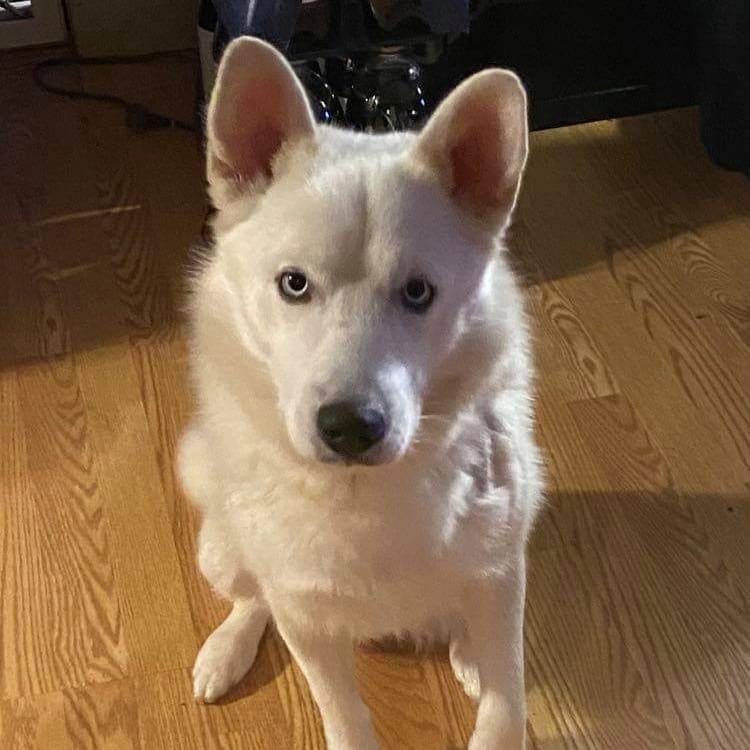 Bear is a 2 year old Samoyed Husky mix.  He is a super sweet boy that loves to cuddle.  He is good with Dogs, cats, and kids.

Apply online at the website below:

https://petlover.petstablished.com/pets/public/1228801