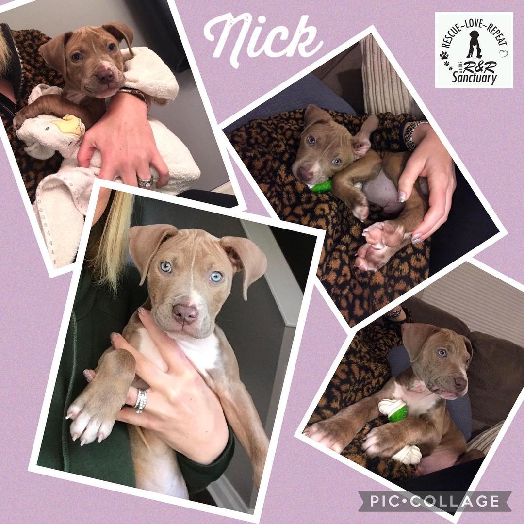 Nick is too photogenic not to share, who wants to adopt him??? DM for details or use the link in our bio to submit an adoption application.