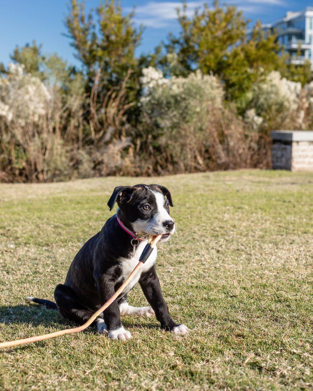 Our T litter of puppies are officially looking for their forever homes!!

These little cuties came to us from a local shelter, along with their momma, Tootsie! Ever since, they’ve been in foster homes learning the ropes of how to be a house puppy. They’ve been socializing and learning manners, and boy are they great pups!

We aren’t sure of their potential breed(s) or full size once fully grown, but we wouldn’t be shocked if they were medium-large dogs. Their individual bios are listed under their photos and on the website. 

All of these pups are spayed/neutered, microchipped, and up to date on age appropriate vaccines. 

If interested in adopting one of these puppies, please head to the website and submit an adoption application 🖤

https://www.eunoiarescue.org/adopt