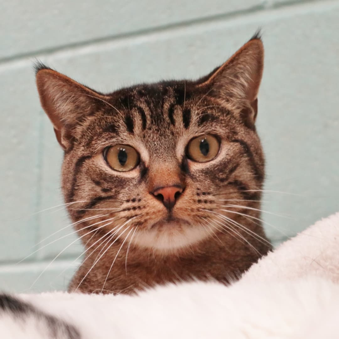 Toby is a big, beautiful boy of about 3 1/2 years old that would positively love a peaceful and happy home to spend his life in.  He was found as a stray back in March and Toby has been living the good life in our free-roaming cat area ever since.  Although he's a big boy, his confidence isn't all that big.  He's very sweet and unassuming, and doesn't go out of his way to get your attention, but doesn't shy away from it either.  Toby has no shyness with other cats though, and a home with a built-in feline friend would be great for Toby, or you can just adopt a friend with him!  Either way, we hope you'll give Toby a chance!  Call 609-693-1900 or email:  office@ahsppz.org for an application.  File<a target='_blank' href='https://www.instagram.com/explore/tags/50595/'>#50595</a>  3/26/21
<a target='_blank' href='https://www.instagram.com/explore/tags/cats/'>#cats</a> <a target='_blank' href='https://www.instagram.com/explore/tags/cuteface/'>#cuteface</a> <a target='_blank' href='https://www.instagram.com/explore/tags/catsofinstagram/'>#catsofinstagram</a> <a target='_blank' href='https://www.instagram.com/explore/tags/sweetcats/'>#sweetcats</a> <a target='_blank' href='https://www.instagram.com/explore/tags/rescuecats/'>#rescuecats</a> <a target='_blank' href='https://www.instagram.com/explore/tags/sheltercats/'>#sheltercats</a> <a target='_blank' href='https://www.instagram.com/explore/tags/shyguy/'>#shyguy</a> <a target='_blank' href='https://www.instagram.com/explore/tags/adopt/'>#adopt</a> <a target='_blank' href='https://www.instagram.com/explore/tags/adoptdontshop/'>#adoptdontshop</a>