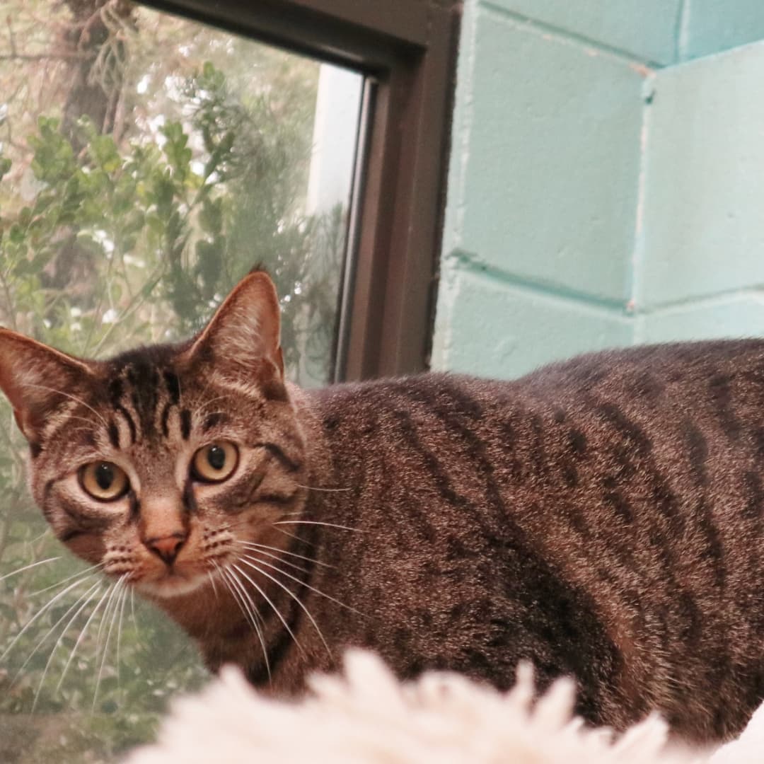 Toby is a big, beautiful boy of about 3 1/2 years old that would positively love a peaceful and happy home to spend his life in.  He was found as a stray back in March and Toby has been living the good life in our free-roaming cat area ever since.  Although he's a big boy, his confidence isn't all that big.  He's very sweet and unassuming, and doesn't go out of his way to get your attention, but doesn't shy away from it either.  Toby has no shyness with other cats though, and a home with a built-in feline friend would be great for Toby, or you can just adopt a friend with him!  Either way, we hope you'll give Toby a chance!  Call 609-693-1900 or email:  office@ahsppz.org for an application.  File<a target='_blank' href='https://www.instagram.com/explore/tags/50595/'>#50595</a>  3/26/21
<a target='_blank' href='https://www.instagram.com/explore/tags/cats/'>#cats</a> <a target='_blank' href='https://www.instagram.com/explore/tags/cuteface/'>#cuteface</a> <a target='_blank' href='https://www.instagram.com/explore/tags/catsofinstagram/'>#catsofinstagram</a> <a target='_blank' href='https://www.instagram.com/explore/tags/sweetcats/'>#sweetcats</a> <a target='_blank' href='https://www.instagram.com/explore/tags/rescuecats/'>#rescuecats</a> <a target='_blank' href='https://www.instagram.com/explore/tags/sheltercats/'>#sheltercats</a> <a target='_blank' href='https://www.instagram.com/explore/tags/shyguy/'>#shyguy</a> <a target='_blank' href='https://www.instagram.com/explore/tags/adopt/'>#adopt</a> <a target='_blank' href='https://www.instagram.com/explore/tags/adoptdontshop/'>#adoptdontshop</a>