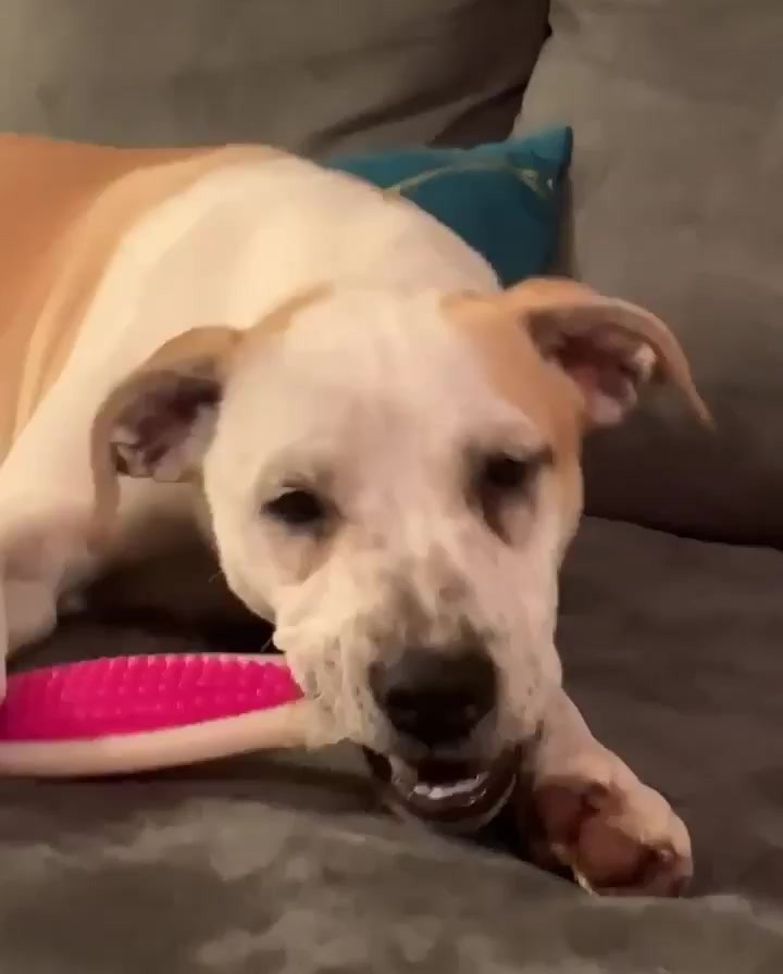 Pez too is loving the chewer!  Maybe this is what they need to settle down 🤣

Get your applications in!
https://www.causendogrescue.org/adoption-application.html 
🐾
💕
🐾
We only do meet and greets for approved applications.

Adoption fee is $250.

All dogs will be Up-to-date on Shots, worming, Spayed/Neutered and Microchipped.  We will also do random, periodic vet checks to ensure all dogs adopted from us continue to have the best care.  We will check for any follow up visits needed and that they are on a monthly Heartworm Prevention.

If you rent or own a home, we prefer you to have a fenced in yard. 

Apartment living is also ok but prefer a fenced in area if close to the road.
All adults in the home will need to know they are getting a dog and will need to sign the adoption agreement.
We do not adopt to college students with multiple roommates. 
Military will need to provide a backup plan.
We require all pets in the home to be spay and/or neutered. Because too many dogs are being killed, due to there not being enough homes per dog in need. Only the lucky ones end up here.