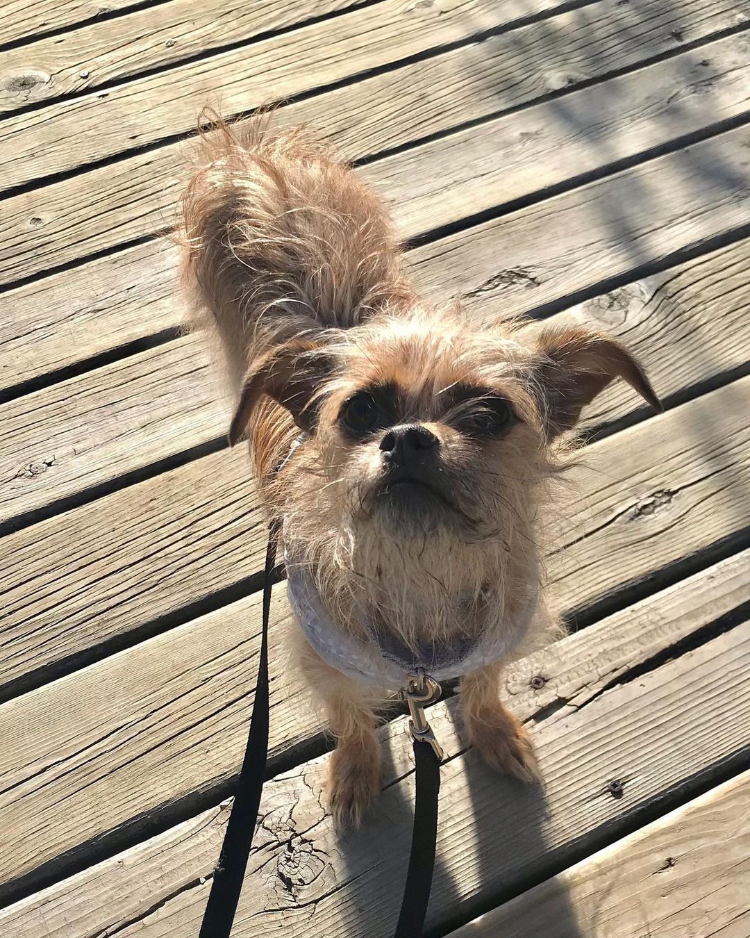 Happy <a target='_blank' href='https://www.instagram.com/explore/tags/FosterFriday/'>#FosterFriday</a> everyone! We would like to introduce Buffy. Buffy is a 3.5 year old, 10 lb mixed breed pup. She has been in our care for about a month, but because of her extreme shyness has just been made available for adoption. 

“Patience is key with Buffy. This little girl is fearful of new people and new experiences. She has come a long way in our 2.5 weeks together, but still has a lot to learn about the world. Buffy is very shy initially and it will take more than one time meeting her for her to feel comfortable around you. Buffy was brought to the shelter because her human mom was too ill to take care of her. She is used to living in a quiet home with seniors and would likely do best in a quiet adopted home too. 

Buffy does well with my two cats and follows my dog around the house. When I first brought her home, she was terrified of my stairs, but learned to conquer them by following my dog up and down a couple times. While she hasn’t shown much interest in playing with any of my pets, I think she would like a new home with a confident fur sibling to follow and learn from. 

Buffy is crate trained and has had zero accidents in my home! Her crate is definitely a safe place for her. Initially, she chose to spend all her time in the crate, but has slowly learned to explore the house. Allowing her access to a crate in a quiet part of the house is a must for her. She will come out to explore, but only on her timeline. Again, patience is key! 

Buffy absolutely loves walks! We walk her frequently through our neighborhood, and although some things are scary (loud cars and strangers), she seems most at ease while on a walk with her foster sister. Buffy has even learned where I keep her harness and will bark and run zoomies when she sees me grab it!

Due to her fearfulness with new people and loud noises, Buffy would do best in an adult only home. She will likely take weeks (if not months) to feel comfortable in a new environment, but with a lot of patience and love, she will make an awesome companion for someone!” – Chelsea, Buffy’s foster mom