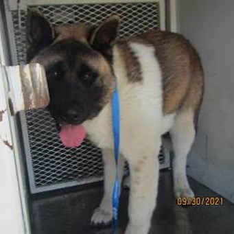 URGENT🚨Scared baby Akita boy needs foster or adopter in Sonoma County Animal services!!! This baby is under a year old and terrified, sweet as can be but needs a home that can show him there is more to this world than a scary shelter environment. 
Email: Edward.Kimball@sonoma-county.org

<a target='_blank' href='https://www.instagram.com/explore/tags/rescuedog/'>#rescuedog</a> <a target='_blank' href='https://www.instagram.com/explore/tags/rescuedogsrock/'>#rescuedogsrock</a> <a target='_blank' href='https://www.instagram.com/explore/tags/rescuedogsofinstagram/'>#rescuedogsofinstagram</a> <a target='_blank' href='https://www.instagram.com/explore/tags/adopt/'>#adopt</a> <a target='_blank' href='https://www.instagram.com/explore/tags/adoptdontshop/'>#adoptdontshop</a> <a target='_blank' href='https://www.instagram.com/explore/tags/adoption/'>#adoption</a> <a target='_blank' href='https://www.instagram.com/explore/tags/adoptables/'>#adoptables</a> <a target='_blank' href='https://www.instagram.com/explore/tags/adoptme/'>#adoptme</a> <a target='_blank' href='https://www.instagram.com/explore/tags/akitaranch/'>#akitaranch</a> <a target='_blank' href='https://www.instagram.com/explore/tags/happynewyear2021/'>#happynewyear2021</a> <a target='_blank' href='https://www.instagram.com/explore/tags/2021/'>#2021</a> <a target='_blank' href='https://www.instagram.com/explore/tags/love/'>#love</a> <a target='_blank' href='https://www.instagram.com/explore/tags/happy/'>#happy</a> <a target='_blank' href='https://www.instagram.com/explore/tags/hope/'>#hope</a> <a target='_blank' href='https://www.instagram.com/explore/tags/together/'>#together</a> <a target='_blank' href='https://www.instagram.com/explore/tags/savelives/'>#savelives</a> <a target='_blank' href='https://www.instagram.com/explore/tags/akitalover/'>#akitalover</a> <a target='_blank' href='https://www.instagram.com/explore/tags/newyear/'>#newyear</a> <a target='_blank' href='https://www.instagram.com/explore/tags/newhope/'>#newhope</a> <a target='_blank' href='https://www.instagram.com/explore/tags/newlove/'>#newlove</a> <a target='_blank' href='https://www.instagram.com/explore/tags/newrescue/'>#newrescue</a> <a target='_blank' href='https://www.instagram.com/explore/tags/work/'>#work</a> <a target='_blank' href='https://www.instagram.com/explore/tags/cute/'>#cute</a> <a target='_blank' href='https://www.instagram.com/explore/tags/grateful/'>#grateful</a> <a target='_blank' href='https://www.instagram.com/explore/tags/helpingothers/'>#helpingothers</a> <a target='_blank' href='https://www.instagram.com/explore/tags/helpanimals/'>#helpanimals</a> <a target='_blank' href='https://www.instagram.com/explore/tags/love/'>#love</a>