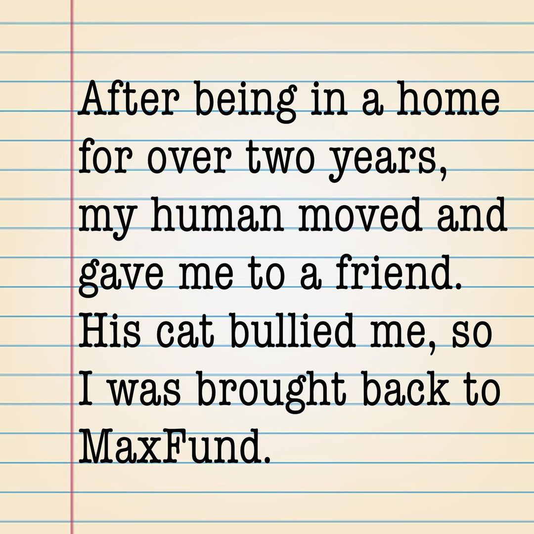 My name is Butler, and I’m a young tuxedo guy with yellow/green eyes. I’d like to share my story with you.

🧶

I came to MaxFund as a feral kitten in 2016. I lived in the Shy room for almost three years. The volunteers worked hard on socializing me and showing me that people are good and loving. I was always willing to play and take treats, but I wouldn’t allow them to touch me. Until one day, when I decided that they meant no harm, and I accepted pets. There were tears and cheers from those who loved me and worked so hard. And, then it happened. In February 2019, I was adopted. And the best part was I was going to live in a home where another cat from the Shy room already lived. It made everyone so happy!

🧶

Then, it all came crashing down. My owner gave me away, and that person had a cat who bullied me. And that is how I’ve come full circle. A happy forever life was in my grasp, and then it vanished. And, all my feline friends from my first time here—are all gone. I’m trying hard not to slip back to my old ways of not trusting people, but it’s a struggle. The volunteers who helped me the first time I was here are being patient and giving me the time I need to readjust. Their hearts are broken for me. 

🧶

I’m still a young cat with lots of years left. I get along fine with nice cats, who don’t try to bully me. I need someone who will understand what I’ve been through and let me learn to trust again at my own pace. I promise you, I’ll be the best cat I can be.

🧶

<a target='_blank' href='https://www.instagram.com/explore/tags/MaxFund/'>#MaxFund</a> <a target='_blank' href='https://www.instagram.com/explore/tags/AnimalShelter/'>#AnimalShelter</a> <a target='_blank' href='https://www.instagram.com/explore/tags/CatShelter/'>#CatShelter</a> <a target='_blank' href='https://www.instagram.com/explore/tags/CatLovers/'>#CatLovers</a> <a target='_blank' href='https://www.instagram.com/explore/tags/CatsofInstagram/'>#CatsofInstagram</a> <a target='_blank' href='https://www.instagram.com/explore/tags/KittyLove/'>#KittyLove</a> <a target='_blank' href='https://www.instagram.com/explore/tags/Meow/'>#Meow</a> <a target='_blank' href='https://www.instagram.com/explore/tags/DenverCats/'>#DenverCats</a> <a target='_blank' href='https://www.instagram.com/explore/tags/NoKill/'>#NoKill</a> <a target='_blank' href='https://www.instagram.com/explore/tags/AdoptDontShop/'>#AdoptDontShop</a> <a target='_blank' href='https://www.instagram.com/explore/tags/Adoptable/'>#Adoptable</a> <a target='_blank' href='https://www.instagram.com/explore/tags/RescueCats/'>#RescueCats</a> <a target='_blank' href='https://www.instagram.com/explore/tags/Denver/'>#Denver</a> <a target='_blank' href='https://www.instagram.com/explore/tags/RescueCatsofInstagram/'>#RescueCatsofInstagram</a> <a target='_blank' href='https://www.instagram.com/explore/tags/Colorado/'>#Colorado</a> <a target='_blank' href='https://www.instagram.com/explore/tags/ShelterCats/'>#ShelterCats</a> <a target='_blank' href='https://www.instagram.com/explore/tags/CatsforAdoption/'>#CatsforAdoption</a> <a target='_blank' href='https://www.instagram.com/explore/tags/CatsofMaxFund/'>#CatsofMaxFund</a>