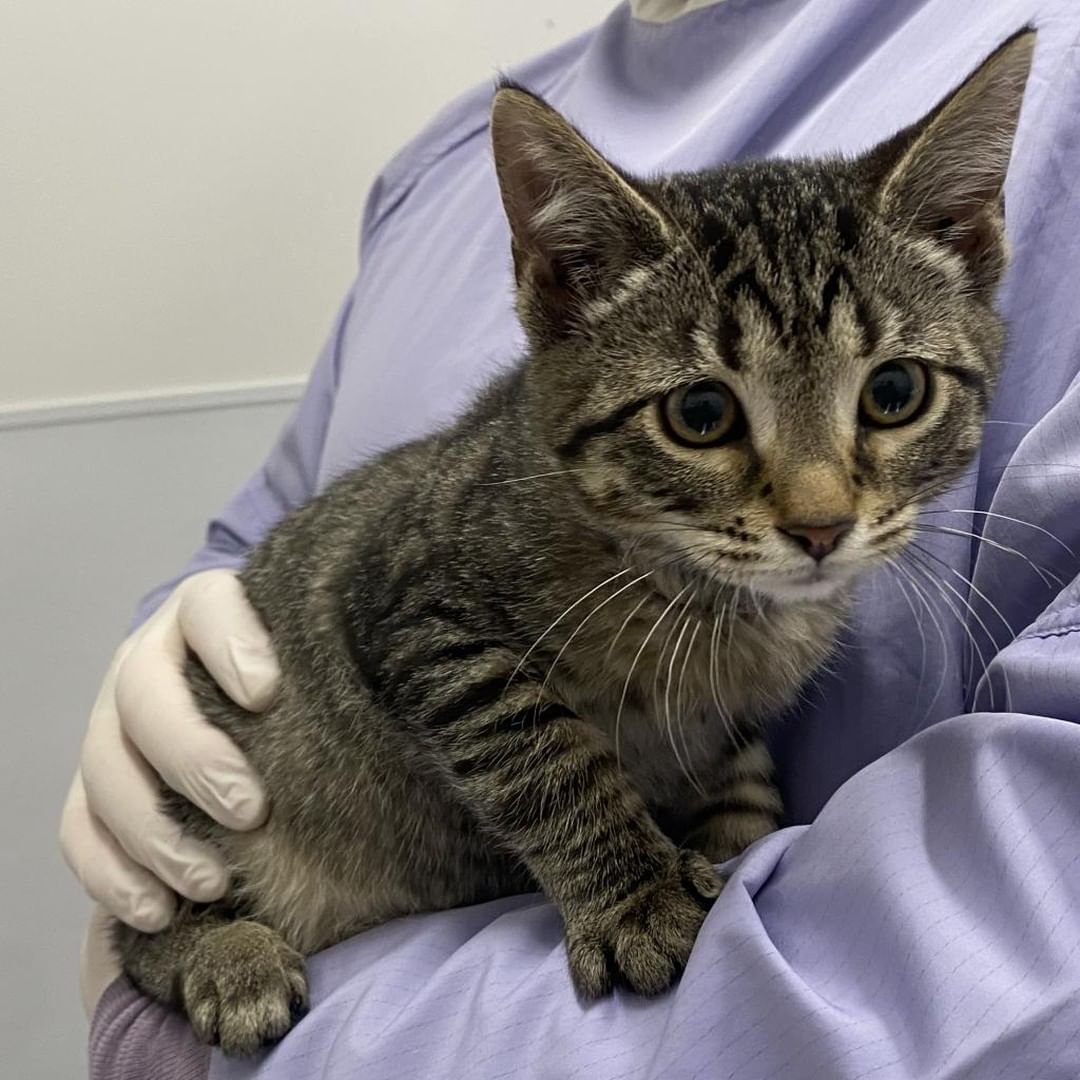 These precious pups and kittens are ready to make a new friend at the North Shore New Friend adoption event tomorrow! Take a sneak peek here and visit our website to learn more!
📍 PAWS Chicago North Shore Adoption Center
1616 Deerfield Road, Highland Park, IL
⌚️ Saturday, November 20 from 12-3pm
🐶🐱: Cheryl, Sakura, Hathaway, Sailor, Charlene, Samuel, Chickpea, Santiago, Hancock, Hammond