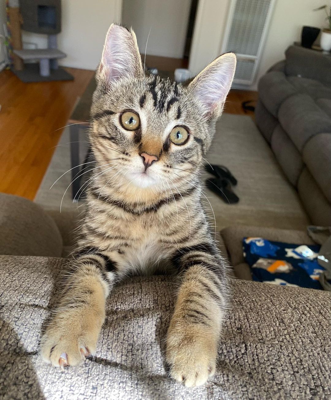 Watcha waiting for?!?! ❤️❤️ Bring home this ridiculously awesome cat! 
Bruno is the total package!! Handsome, sooo sweet, fun, cool and great with cats! 
Bruno plays hard and snuggles  harder. He loves tuna tube treats and chasing his tail. You can often find him hangin’ in a cat tree and watching the birds from the front door. 
Bruno is about 15 weeks old , fully vetted , and ready to go home. Must be adopted into a home with another kitty kat for him to grow up with.
DM for an adoption questionnaire! 
.
.
.
.
.
.
.
.
.
<a target='_blank' href='https://www.instagram.com/explore/tags/hiptobetipped/'>#hiptobetipped</a><a target='_blank' href='https://www.instagram.com/explore/tags/toosweetforthestreet/'>#toosweetforthestreet</a><a target='_blank' href='https://www.instagram.com/explore/tags/fromthestreetstothesheets/'>#fromthestreetstothesheets</a><a target='_blank' href='https://www.instagram.com/explore/tags/tabbycat/'>#tabbycat</a><a target='_blank' href='https://www.instagram.com/explore/tags/tabbykitten/'>#tabbykitten</a><a target='_blank' href='https://www.instagram.com/explore/tags/bruno/'>#bruno</a><a target='_blank' href='https://www.instagram.com/explore/tags/whiskerwednesday/'>#whiskerwednesday</a><a target='_blank' href='https://www.instagram.com/explore/tags/whiskers/'>#whiskers</a><a target='_blank' href='https://www.instagram.com/explore/tags/catsrule/'>#catsrule</a><a target='_blank' href='https://www.instagram.com/explore/tags/kitty/'>#kitty</a><a target='_blank' href='https://www.instagram.com/explore/tags/kittensofinstagram/'>#kittensofinstagram</a><a target='_blank' href='https://www.instagram.com/explore/tags/kittens_today/'>#kittens_today</a><a target='_blank' href='https://www.instagram.com/explore/tags/dailycat/'>#dailycat</a><a target='_blank' href='https://www.instagram.com/explore/tags/instacat/'>#instacat</a><a target='_blank' href='https://www.instagram.com/explore/tags/instakitten/'>#instakitten</a><a target='_blank' href='https://www.instagram.com/explore/tags/adoptme/'>#adoptme</a><a target='_blank' href='https://www.instagram.com/explore/tags/kittenadoptions/'>#kittenadoptions</a><a target='_blank' href='https://www.instagram.com/explore/tags/tnrsaveslives/'>#tnrsaveslives</a><a target='_blank' href='https://www.instagram.com/explore/tags/kittyfriends/'>#kittyfriends</a><a target='_blank' href='https://www.instagram.com/explore/tags/adoptdontshop/'>#adoptdontshop</a><a target='_blank' href='https://www.instagram.com/explore/tags/spayyourcatspeople/'>#spayyourcatspeople</a><a target='_blank' href='https://www.instagram.com/explore/tags/huffpostgram/'>#huffpostgram</a>