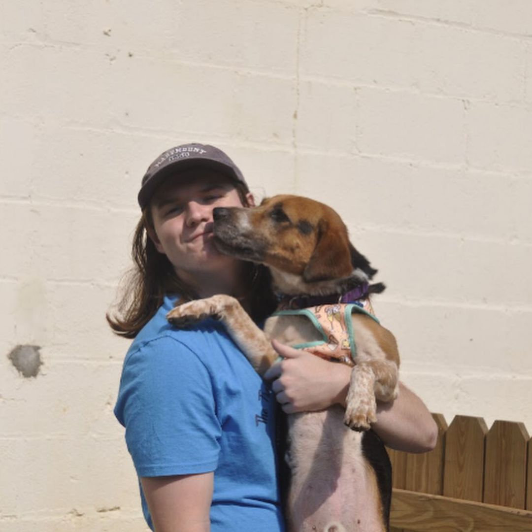 Theo is an almost five year old beagle mix. Theo may be small but he is full of personality! Theo is the perfect mix of play and hangout with his peeps. Theo has just started learning to make doggie friends and he thinks he likes it. Theo is still learning how to be the best boy he can be and will need a home where his people can work with him on that. Theo does have some on leash reactivity towards other dogs and minor resource guarding so he would do best in a home with teens and older. Theo has a prey drive and will chase cats, so a feline free home is needed. 

Theo is ready to bounce (he loves spikey bounce balls) with a waived adoption fee, crate, martingale, harness, leash, training treats and toys! Can't adopt? Theo would happily take a foster home while he waits on his furever home. Email us at adoptioncenter@homewardtrails.org

<a target='_blank' href='https://www.instagram.com/explore/tags/adoptdontshop/'>#adoptdontshop</a> <a target='_blank' href='https://www.instagram.com/explore/tags/homewardtrails/'>#homewardtrails</a> <a target='_blank' href='https://www.instagram.com/explore/tags/catsofinstagram/'>#catsofinstagram</a> <a target='_blank' href='https://www.instagram.com/explore/tags/dogsofinsta/'>#dogsofinsta</a> <a target='_blank' href='https://www.instagram.com/explore/tags/adoptionevent/'>#adoptionevent</a> <a target='_blank' href='https://www.instagram.com/explore/tags/cleartheshelters/'>#cleartheshelters</a> <a target='_blank' href='https://www.instagram.com/explore/tags/dogsofinstagram/'>#dogsofinstagram</a> <a target='_blank' href='https://www.instagram.com/explore/tags/animalrescue/'>#animalrescue</a> <a target='_blank' href='https://www.instagram.com/explore/tags/rescuedog/'>#rescuedog</a> <a target='_blank' href='https://www.instagram.com/explore/tags/dogsofinstagram/'>#dogsofinstagram</a> <a target='_blank' href='https://www.instagram.com/explore/tags/rescuedogsofinstagram/'>#rescuedogsofinstagram</a> <a target='_blank' href='https://www.instagram.com/explore/tags/dog/'>#dog</a> <a target='_blank' href='https://www.instagram.com/explore/tags/dogs/'>#dogs</a> <a target='_blank' href='https://www.instagram.com/explore/tags/dogstagram/'>#dogstagram</a> <a target='_blank' href='https://www.instagram.com/explore/tags/rescue/'>#rescue</a> <a target='_blank' href='https://www.instagram.com/explore/tags/instadog/'>#instadog</a> <a target='_blank' href='https://www.instagram.com/explore/tags/dogoftheday/'>#dogoftheday</a>  <a target='_blank' href='https://www.instagram.com/explore/tags/doglife/'>#doglife</a> <a target='_blank' href='https://www.instagram.com/explore/tags/doglover/'>#doglover</a> <a target='_blank' href='https://www.instagram.com/explore/tags/rescuedismyfavoritebreed/'>#rescuedismyfavoritebreed</a> <a target='_blank' href='https://www.instagram.com/explore/tags/doglovers/'>#doglovers</a> <a target='_blank' href='https://www.instagram.com/explore/tags/dogsofinsta/'>#dogsofinsta</a> <a target='_blank' href='https://www.instagram.com/explore/tags/doggo/'>#doggo</a> <a target='_blank' href='https://www.instagram.com/explore/tags/rescuedogs/'>#rescuedogs</a> <a target='_blank' href='https://www.instagram.com/explore/tags/muttsofinstagram/'>#muttsofinstagram</a> <a target='_blank' href='https://www.instagram.com/explore/tags/puppiesofinstagram/'>#puppiesofinstagram</a> <a target='_blank' href='https://www.instagram.com/explore/tags/ilovemydog/'>#ilovemydog</a> <a target='_blank' href='https://www.instagram.com/explore/tags/dogsofig/'>#dogsofig</a>