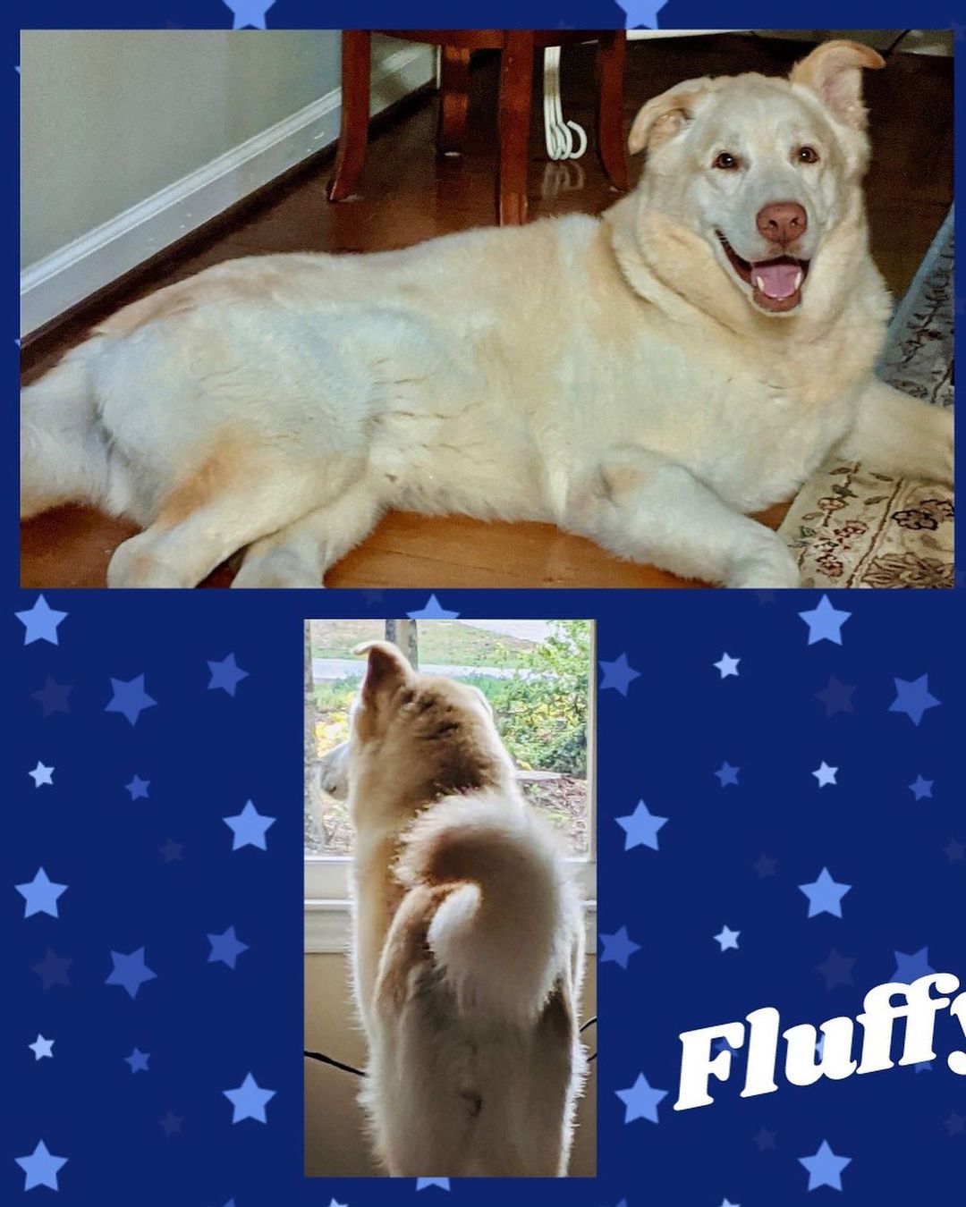 NO EVENT this weekend-check out our website to see all available and consider adopting a senior, give them the best years of their life as they give the same back to you. www.lovemuttsrescue.org where are you will see all available, links to adopt, to Foster. We are trying to get new puppies, One mama and puppies out of the shelter where they may not be welcome after the weekend to stay