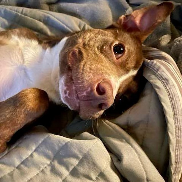 ‼️UPDATE: Foster found! ❤️

‼️Sweet Reese needs a temporary foster over the thanksgiving holiday, from 11/24 - 11/27.

If you are staying local this thanksgiving and would like to invite Reese to your thanksgiving, she is a wonderful house guest 🙃

Reese is very sweet and well behaved. She said will even clean your plates 😋🤪

✅If you can help, please reach out. If you have never fostered for us, please fill out an application on our website twotailzrescue.org

<a target='_blank' href='https://www.instagram.com/explore/tags/tempfosterneeded/'>#tempfosterneeded</a> <a target='_blank' href='https://www.instagram.com/explore/tags/dogsitterneeded/'>#dogsitterneeded</a> <a target='_blank' href='https://www.instagram.com/explore/tags/thanksgiving/'>#thanksgiving</a> <a target='_blank' href='https://www.instagram.com/explore/tags/holidayssitter/'>#holidayssitter</a> <a target='_blank' href='https://www.instagram.com/explore/tags/fosterme/'>#fosterme</a> <a target='_blank' href='https://www.instagram.com/explore/tags/imagentledog/'>#imagentledog</a> <a target='_blank' href='https://www.instagram.com/explore/tags/doglovers/'>#doglovers</a> <a target='_blank' href='https://www.instagram.com/explore/tags/rescuedog/'>#rescuedog</a> <a target='_blank' href='https://www.instagram.com/explore/tags/adoptable/'>#adoptable</a> <a target='_blank' href='https://www.instagram.com/explore/tags/adoptme/'>#adoptme</a> <a target='_blank' href='https://www.instagram.com/explore/tags/twotailzrescue/'>#twotailzrescue</a>