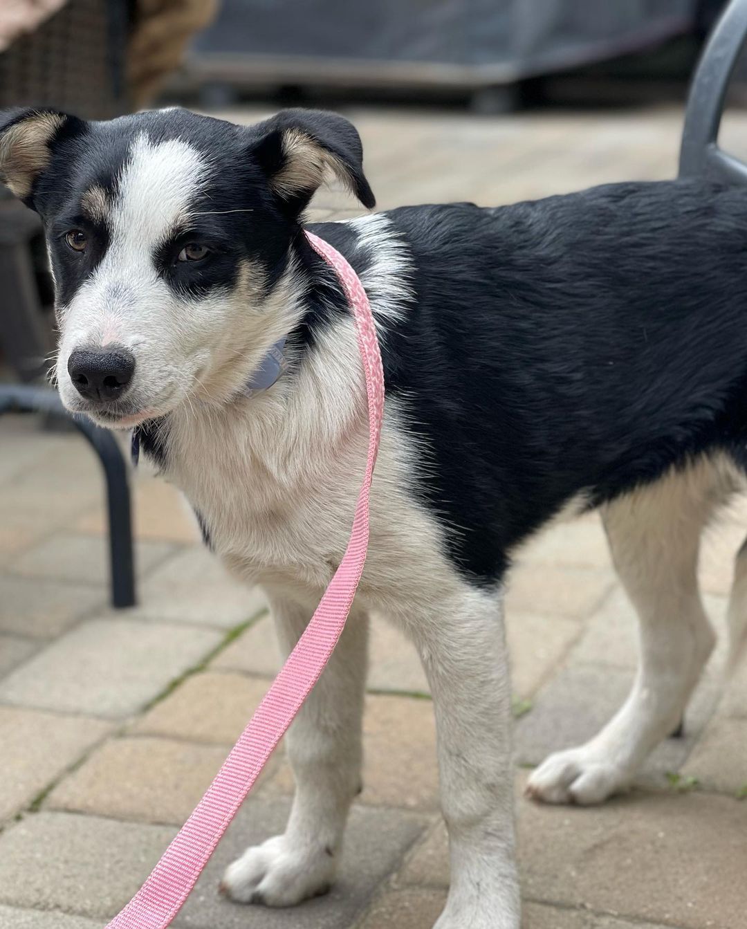 Meet Rocky Road! This 4 month old <a target='_blank' href='https://www.instagram.com/explore/tags/aussie/'>#aussie</a> <a target='_blank' href='https://www.instagram.com/explore/tags/shepherdmix/'>#shepherdmix</a> boy was in need of rescue when his family had an unexpected litter. They gave the other pups away but needed help with this guy. This sweet boy is pretty shut down and scared but we know the power of his amazing <a target='_blank' href='https://www.instagram.com/explore/tags/foster/'>#foster</a> family will have him good as new in no time. We expect Rocky Road to be in the 60 plus pound range as an adult. Welcome to the <a target='_blank' href='https://www.instagram.com/explore/tags/jakeswishfamily/'>#jakeswishfamily</a> sweet boy! We promise it’s all warm beds, full bowls of food and lots of kisses from now on. <a target='_blank' href='https://www.instagram.com/explore/tags/fosteringsaveslives/'>#fosteringsaveslives</a> <a target='_blank' href='https://www.instagram.com/explore/tags/jakeswishrescue/'>#jakeswishrescue</a> <a target='_blank' href='https://www.instagram.com/explore/tags/adoptdontshop/'>#adoptdontshop</a>