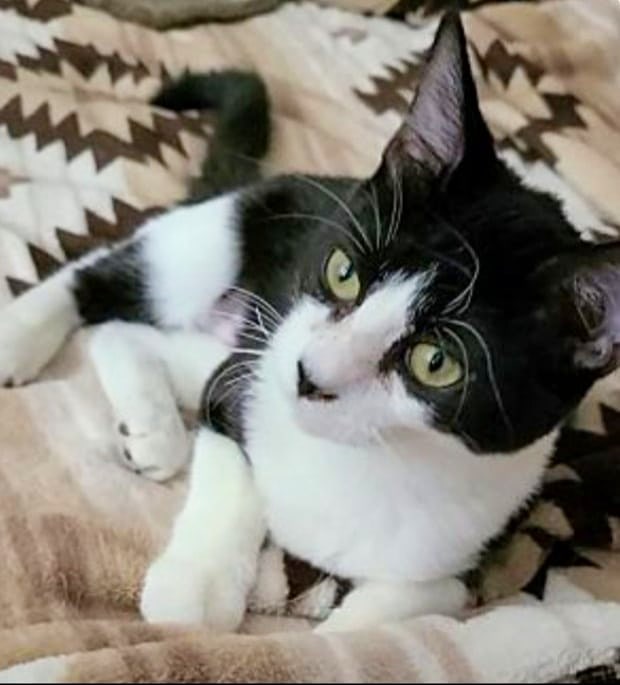 💖 Adoption Event tomorrow Saturday November 20th from 12-3pm at PETCO 5260 W Baseline Rd in Laveen Village 🐱🐈🐕

These are just some of the adorable adoptable furbabies who will be on board our Mobile Adoption Unit:

1️⃣ Sylvia the tuxie kitten - our dancing queen (see our previous post)💃
2️⃣ Izzy the tortie kitten 
3️⃣ Portia the baby pantherette 
4️⃣ Lenny the chihuahua 
5️⃣ Pancake the tabby kitten (felv+)
6️⃣ Toast the tabby kitten (felv+)
7️⃣ Mama Cinnamon the tabby (felv+)
8️⃣ Boogie Oogie the kitten 
9️⃣ Sally the tabby kitten 
🔟 And here's your chance to meet our harness trained senior ginger gentleman Nutter Butter 🧡

So come on down and meet your new best furriend just in time to make some new Thanksgiving memories 💕💕💕

See you Saturday!

<a target='_blank' href='https://www.instagram.com/explore/tags/allaboutanimalsrescueaz/'>#allaboutanimalsrescueaz</a> <a target='_blank' href='https://www.instagram.com/explore/tags/savealife/'>#savealife</a> <a target='_blank' href='https://www.instagram.com/explore/tags/adoptdontshop/'>#adoptdontshop</a> <a target='_blank' href='https://www.instagram.com/explore/tags/rescuedismyfavoritebreed/'>#rescuedismyfavoritebreed</a> <a target='_blank' href='https://www.instagram.com/explore/tags/rescuefosteradopt/'>#rescuefosteradopt</a> <a target='_blank' href='https://www.instagram.com/explore/tags/mynewbestfriend/'>#mynewbestfriend</a> <a target='_blank' href='https://www.instagram.com/explore/tags/fosteringsaveslives/'>#fosteringsaveslives</a> <a target='_blank' href='https://www.instagram.com/explore/tags/thinkadoptionfirst/'>#thinkadoptionfirst</a> <a target='_blank' href='https://www.instagram.com/explore/tags/lovechangeseverything/'>#lovechangeseverything</a> <a target='_blank' href='https://www.instagram.com/explore/tags/allyouneedislove/'>#allyouneedislove</a> <a target='_blank' href='https://www.instagram.com/explore/tags/mobileadoptionunit/'>#mobileadoptionunit</a> <a target='_blank' href='https://www.instagram.com/explore/tags/allaboard/'>#allaboard</a> <a target='_blank' href='https://www.instagram.com/explore/tags/rescuebus/'>#rescuebus</a> <a target='_blank' href='https://www.instagram.com/explore/tags/adoptioneventphoenix/'>#adoptioneventphoenix</a> <a target='_blank' href='https://www.instagram.com/explore/tags/adoptioneventlaveen/'>#adoptioneventlaveen</a> <a target='_blank' href='https://www.instagram.com/explore/tags/petcoadoptionevent/'>#petcoadoptionevent</a> <a target='_blank' href='https://www.instagram.com/explore/tags/adoptacat/'>#adoptacat</a> <a target='_blank' href='https://www.instagram.com/explore/tags/adoptakitten/'>#adoptakitten</a> <a target='_blank' href='https://www.instagram.com/explore/tags/adoptadog/'>#adoptadog</a> <a target='_blank' href='https://www.instagram.com/explore/tags/cuddlebuddy/'>#cuddlebuddy</a> <a target='_blank' href='https://www.instagram.com/explore/tags/snugglebuddy/'>#snugglebuddy</a> <a target='_blank' href='https://www.instagram.com/explore/tags/rescuepetsrock/'>#rescuepetsrock</a> <a target='_blank' href='https://www.instagram.com/explore/tags/openyourhearttoarescuepet/'>#openyourhearttoarescuepet</a> <a target='_blank' href='https://www.instagram.com/explore/tags/homefortheholidays/'>#homefortheholidays</a> <a target='_blank' href='https://www.instagram.com/explore/tags/purrbaby/'>#purrbaby</a> <a target='_blank' href='https://www.instagram.com/explore/tags/purrfection/'>#purrfection</a> <a target='_blank' href='https://www.instagram.com/explore/tags/felvies/'>#felvies</a> <a target='_blank' href='https://www.instagram.com/explore/tags/livesworthsaving/'>#livesworthsaving</a> <a target='_blank' href='https://www.instagram.com/explore/tags/adoptaseniorcat/'>#adoptaseniorcat</a> <a target='_blank' href='https://www.instagram.com/explore/tags/adoptachihuahua/'>#adoptachihuahua</a>