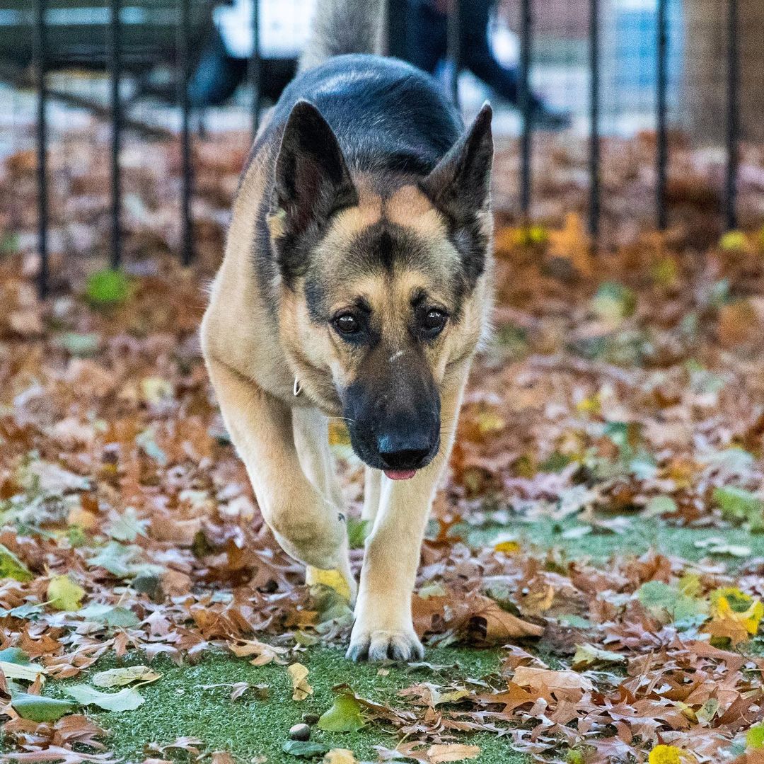 We’ll just leaf these here. 🍂🐶
Meet Myrtle! This sweet and adorable lady came to us from Dallas, Texas and is looking for a home outside the city. She’s 7-years-old and knows no personal space when it comes to getting scratches and cuddles. Myrtle walks well on a leash and loves to spend time outdoors. She can be a little too interested in small animals and cats so she prefers to be the only furry friend in your home. Stop by our Boston Animal Care & Adoption Center today to meet her when we open at 1PM!
.
.
.
.
.
Image description: photos show a happy German Shepherd dog playing outdoors in the Boston play yard. 
<a target='_blank' href='https://www.instagram.com/explore/tags/germanshepherd/'>#germanshepherd</a> <a target='_blank' href='https://www.instagram.com/explore/tags/adopt/'>#adopt</a> <a target='_blank' href='https://www.instagram.com/explore/tags/adoptdontshop/'>#adoptdontshop</a> <a target='_blank' href='https://www.instagram.com/explore/tags/dogs/'>#dogs</a> <a target='_blank' href='https://www.instagram.com/explore/tags/dogsofinstagram/'>#dogsofinstagram</a>  <a target='_blank' href='https://www.instagram.com/explore/tags/rescuedogsofinstagram/'>#rescuedogsofinstagram</a> <a target='_blank' href='https://www.instagram.com/explore/tags/rescuedog/'>#rescuedog</a>