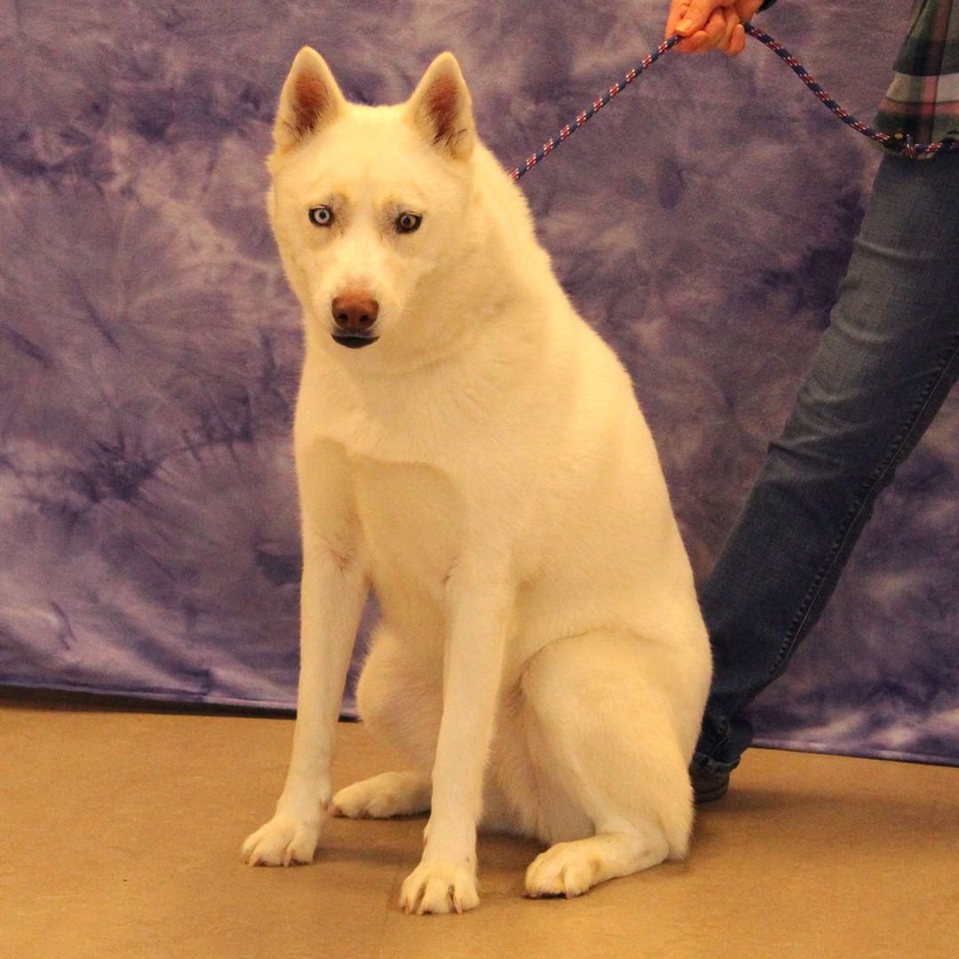 Princess is ready to go home! 

2 year old Husky/Shepherd mix

www.elkharthumanesociety.org/adopt