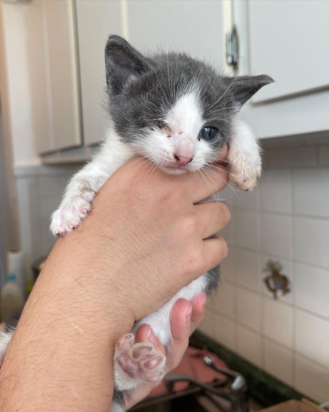 August and Betty 🤍

Our last two siblings to complete our trio! They have made quite the transformation since they arrived Just a few weeks ago. 

Your donations help make this work possible. Kittens require multiple vet visits, multiple deworming, vaccines, lots of food, lots of litter and supplies, toys, surgery — and the list goes on!! 

⬇️⬇️⬇️
You can help us out by donating:
•PayPal: kittensandbarbellsnyc@gmail.com (friends and family option) 
•VENMO: kittensandbarbells_ 
•Sending a @chewy gift card to us at kittensandbarbellsnyc@gmail.com ⬅️