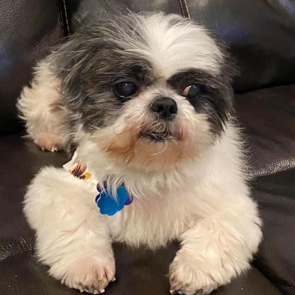 Hi I’m Chachi. Im looking for my forever home. I just turned 11 years old and weigh 15lbs. Don’t let my age fool you. I like to play with toys and other dogs. I have excellent potty manners and know how to use a doggie door. I walk well on a leash. My foster parents say I’m cute and a very sweet boy. If you are looking for a companion for your fur baby or for yourself I’m your guy. I also like laying on the sofa with my foster parents and have lots of love to give.  Please fill out an application if I sound like your kind of guy. I’ll be waiting! 🐶

Love Chachi
🐾🐾

All of our dogs are in foster homes in the Dallas Fort Worth area.  You can find our adoption application on our website tzuzoorescue.com. 💖