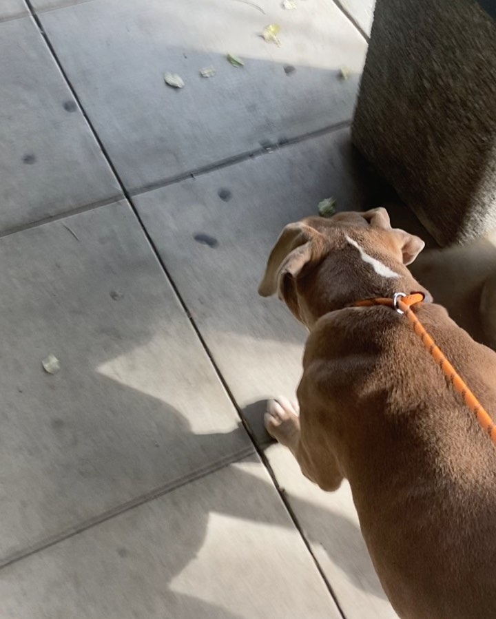 Champ <a target='_blank' href='https://www.instagram.com/explore/tags/A1760010/'>#A1760010</a> from WV death row is out. He was Orange alerted w a deadline of tomorrow due to an ulcerative mass. We were contacted by someone interested in him. Since there was no rescue interest so we were happy to help. We went to visit him yesterday at the shelter to check out his mass and happy to find it was movable and not adherent so it will be easier to remove.  He went straight to the vet after being pulled today. He had an exam and blood draw.  He is scheduled for mass removal and neuter on Monday.  This boy had quite a few people advocating for him and a guardian Angel who consistently helps our rescues. Updates to follow.
