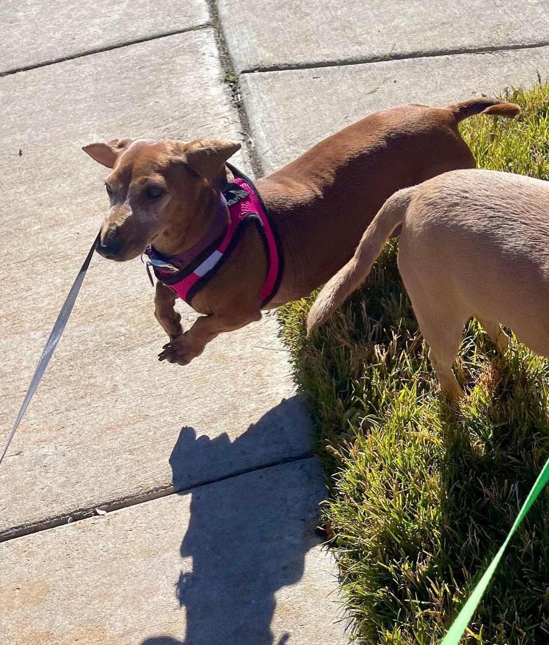 Meet Pepper!

Pepper is a young, super spry, 10 year old lady who greatly enjoys walks, cuddling with her humans, and is a great work from home co-worker.  This sweet girl will steal your heart.  She gets along well with other dogs and is fully housebroken. We just love her!!

Come meet her this Sunday at Petco - Littleton from 11-2pm! She can't wait to meet you all.