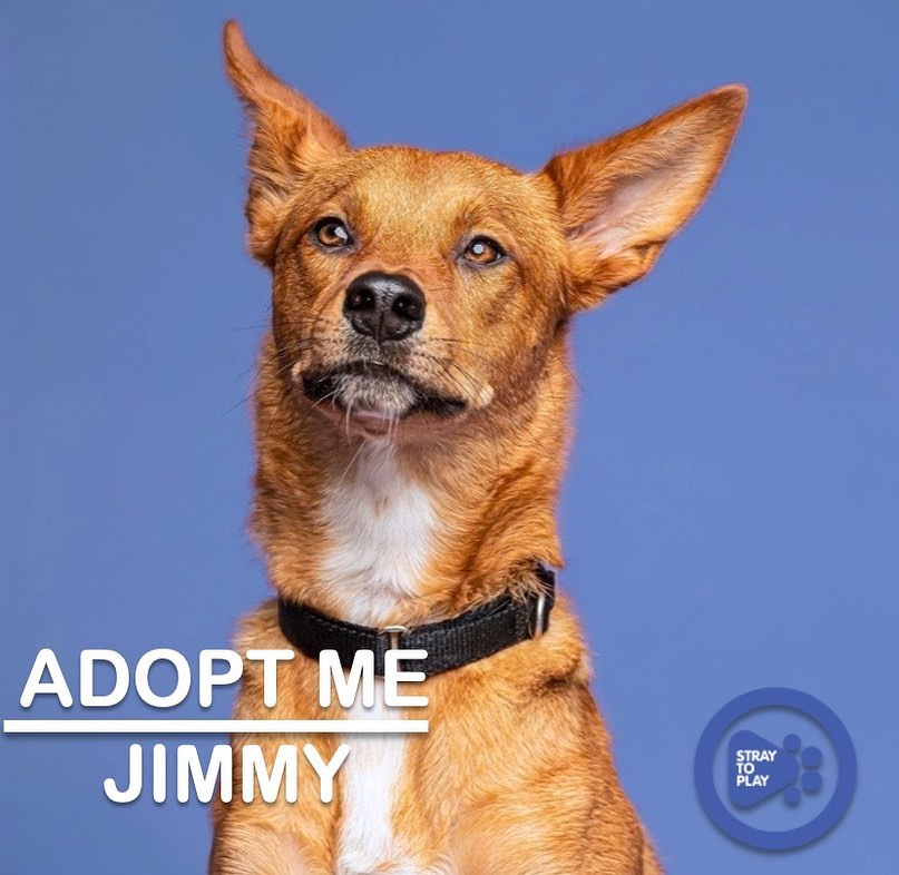 Want to add a second pup to your family?! 🐾

Look no further than Jimmy. This handsome fox is about 1.5 years old and he is definitely a dog’s dog! He always says hi to other dogs on his walks and he can’t get enough cuddles with his furry foster sister. He’s also cool with kitty friends. 🐱

🏠 His perfect home needs to have a doggy pal to show him the ropes and make him feel comfortable. Jimmy still has a bit of stranger danger when he first meets new people, but after a few visits he is able to relax. With his people, he’s able to show his sweet personality. Jimmy is fully house trained and is comfortable in his crate for short periods of time. He would benefit from being in a quieter area, but could do well in a busy area with a calm, confident handler. 

💕 Jimmy is a loving, playful and smart pup. He loves to cuddle and wants to be with his humans all the time. He is a great companion for someone who knows how to lead a nervous dog. His nervousness stems from not knowing enough about humans or new environments. Once he is familiar, he is a confident and brave pupper.

To find out more about Jimmy, or apply to adopt, click the link in our bio to visit our website. 

<a target='_blank' href='https://www.instagram.com/explore/tags/adoptapet/'>#adoptapet</a> <a target='_blank' href='https://www.instagram.com/explore/tags/opttoadopt/'>#opttoadopt</a> <a target='_blank' href='https://www.instagram.com/explore/tags/adoptdontshop/'>#adoptdontshop</a> <a target='_blank' href='https://www.instagram.com/explore/tags/straytoplay/'>#straytoplay</a> <a target='_blank' href='https://www.instagram.com/explore/tags/rescuedog/'>#rescuedog</a> <a target='_blank' href='https://www.instagram.com/explore/tags/torontodogs/'>#torontodogs</a> <a target='_blank' href='https://www.instagram.com/explore/tags/ontariorescuedogs/'>#ontariorescuedogs</a> <a target='_blank' href='https://www.instagram.com/explore/tags/foreverhomeneeded/'>#foreverhomeneeded</a> <a target='_blank' href='https://www.instagram.com/explore/tags/torontodogsforadoption/'>#torontodogsforadoption</a>