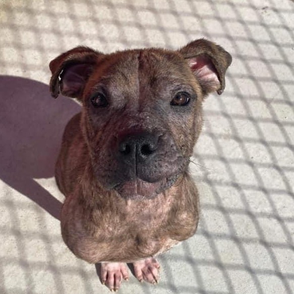 Cobweb is a 1yr old Pitbull mix. He weighs about 37lbs. Cobweb is working on growing his hair back in after a bad case of mange. His mange is not contagious and he is being treated. HE NEEEEEEDS YOU!! Home for the Howliday’s needs you! 

Love,
Narwhally the cobweb keeper. <a target='_blank' href='https://www.instagram.com/explore/tags/cobweb/'>#cobweb</a> <a target='_blank' href='https://www.instagram.com/explore/tags/mangepup/'>#mangepup</a> <a target='_blank' href='https://www.instagram.com/explore/tags/macsmission/'>#macsmission</a> <a target='_blank' href='https://www.instagram.com/explore/tags/adopt/'>#adopt</a> <a target='_blank' href='https://www.instagram.com/explore/tags/foster/'>#foster</a> <a target='_blank' href='https://www.instagram.com/explore/tags/rescue/'>#rescue</a> <a target='_blank' href='https://www.instagram.com/explore/tags/iampitbullstrong/'>#iampitbullstrong</a> <a target='_blank' href='https://www.instagram.com/explore/tags/specializeinspecial/'>#specializeinspecial</a>